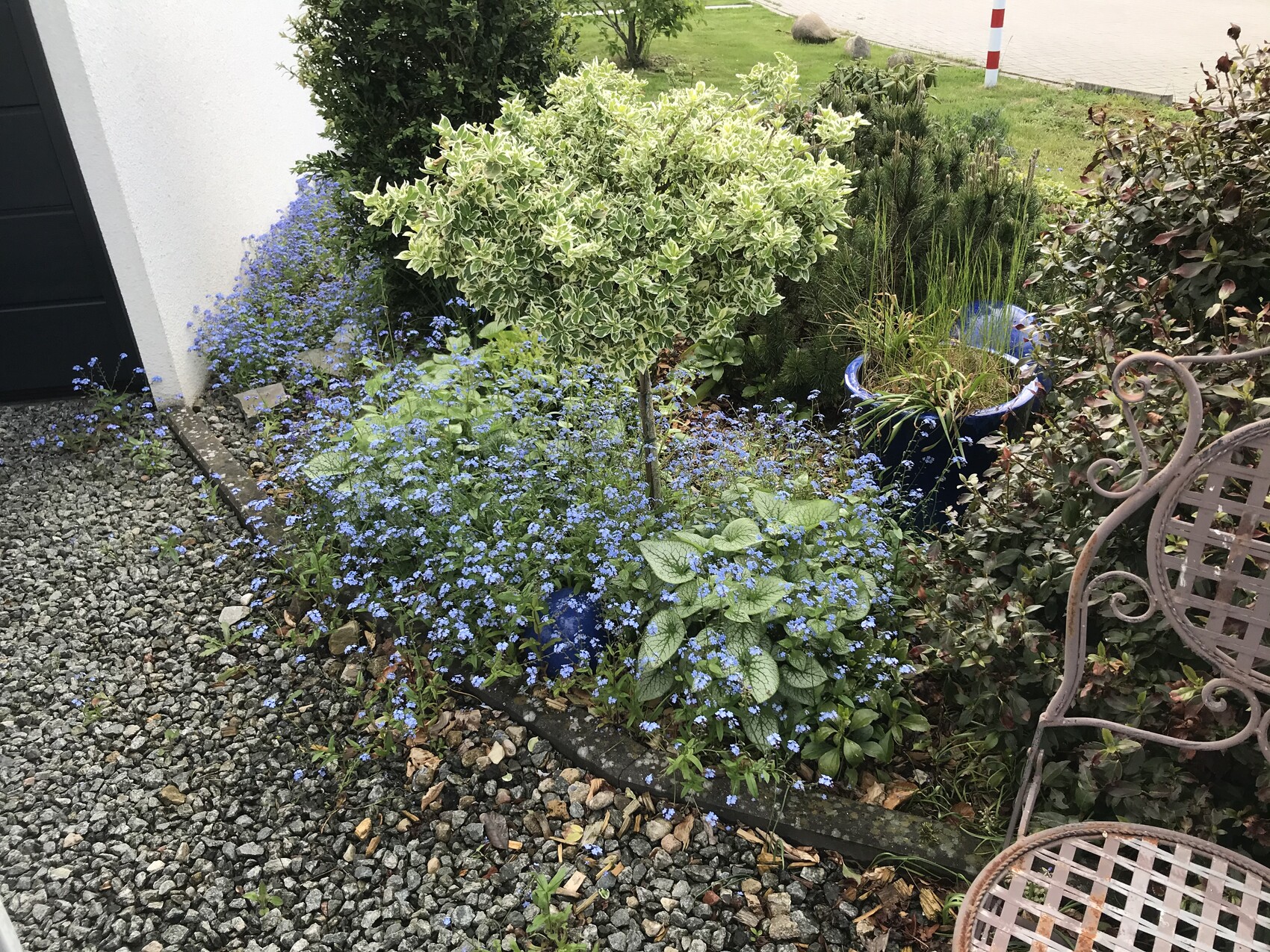 Gartenansicht: variegierter Strauch, blauer Blütenteppich, Kübelpflanzen und Kiesweg.