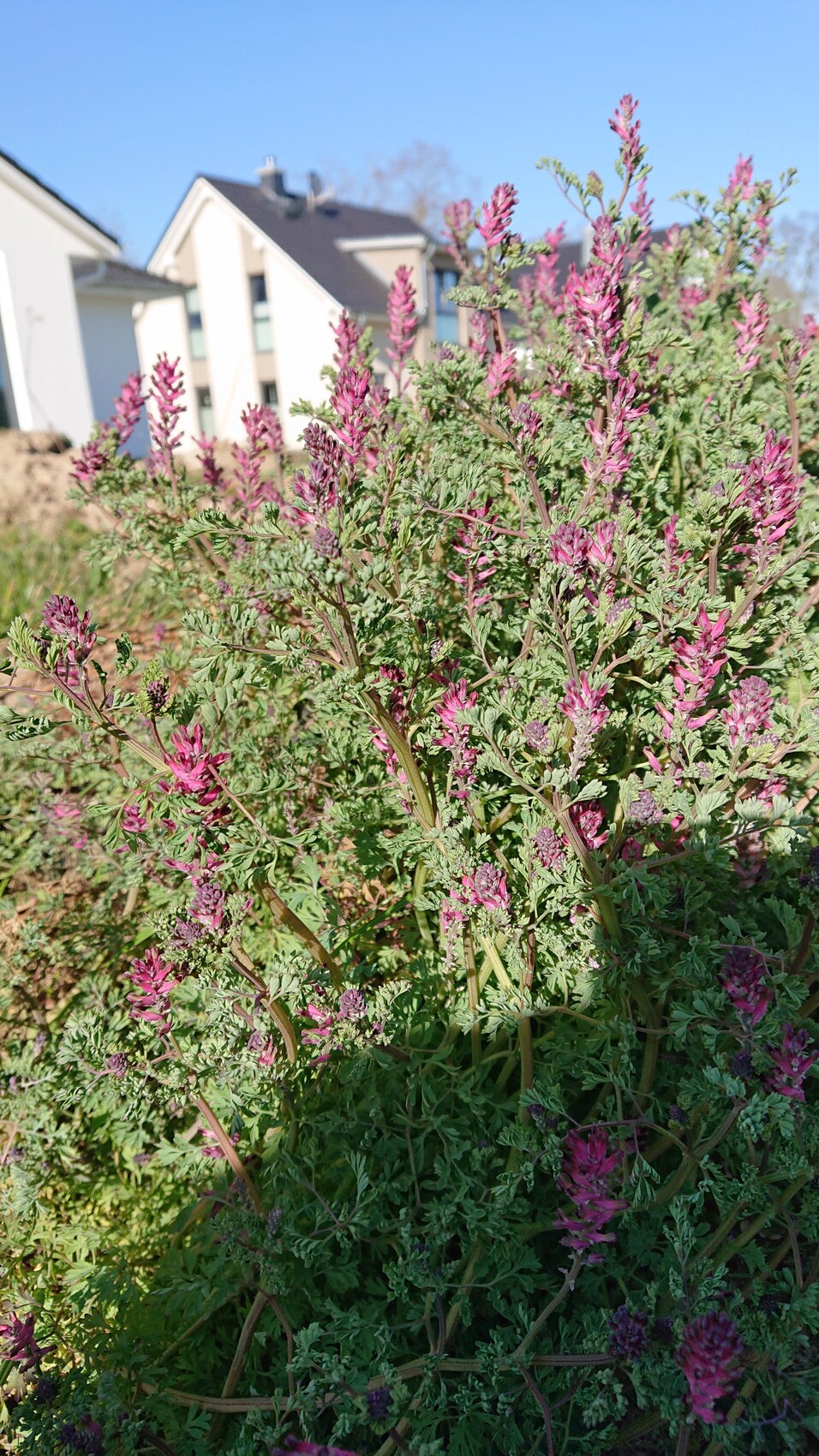 Heidekraut mit pinken Blüten im Vordergrund, Wohnhäuser im Hintergrund.