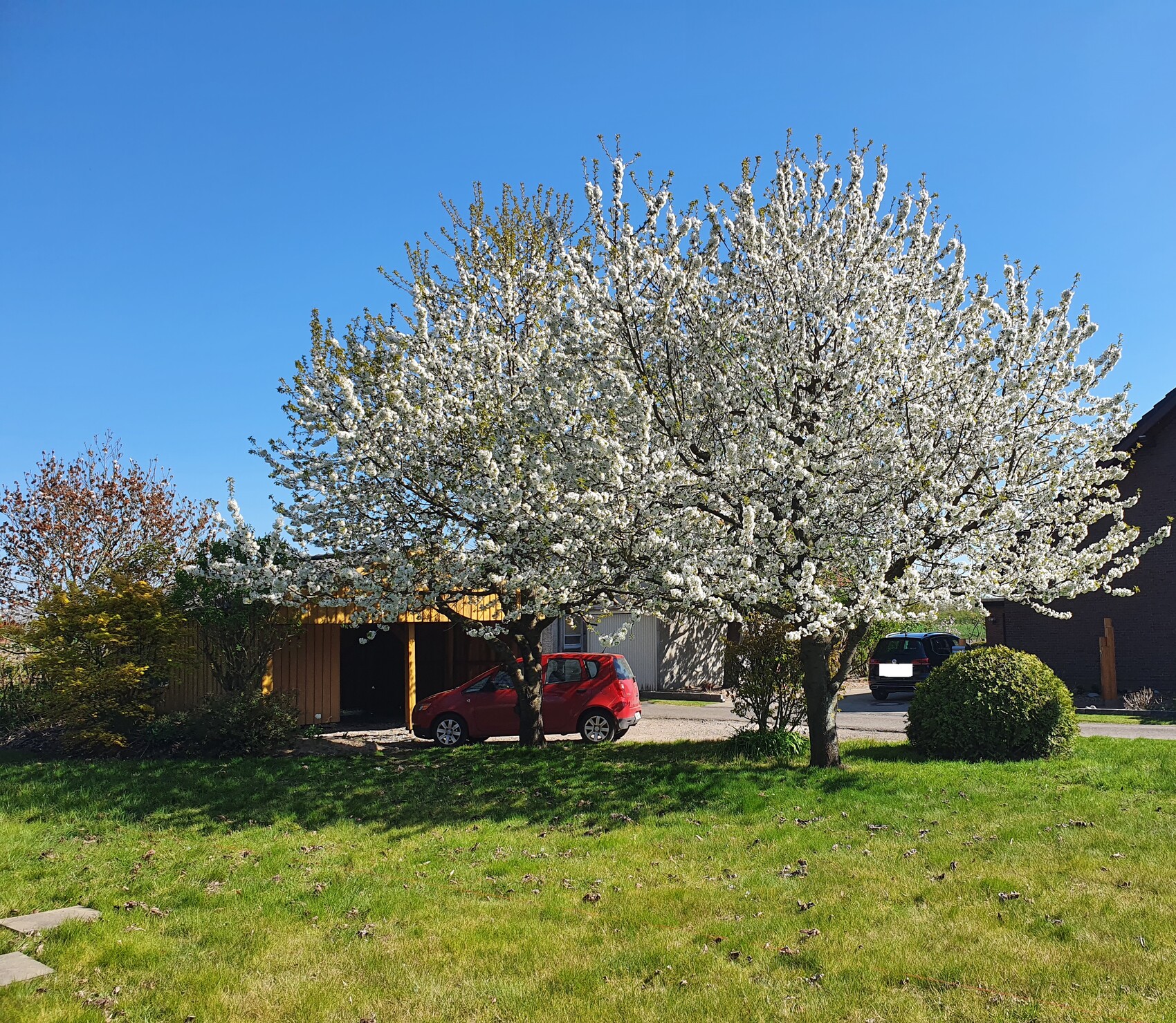 Zwei blühende Obstbäume mit weißen Blüten vor Carport; roter Wagen, blauer Himmel.