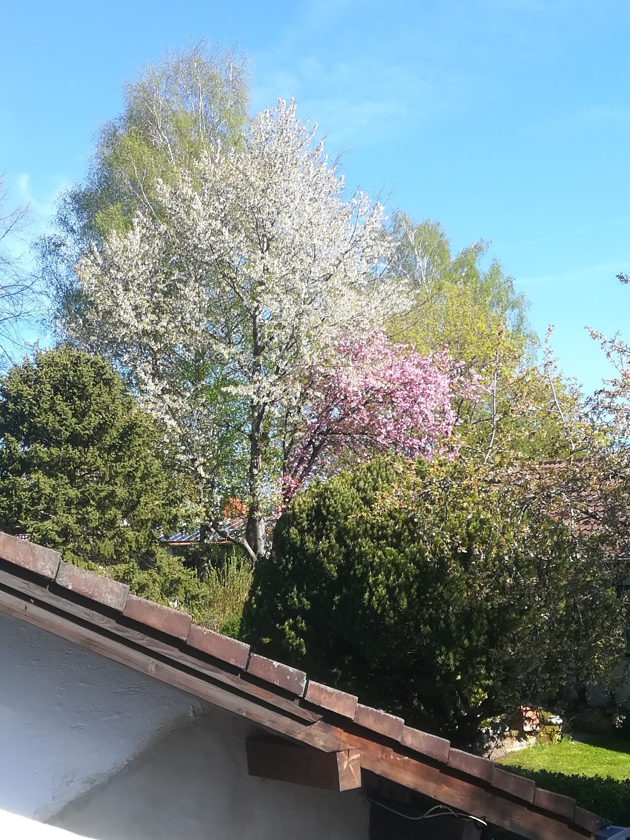 Garten mit weißen und rosa blühenden Bäumen, Dachkante im Vordergrund, blauer Himmel.