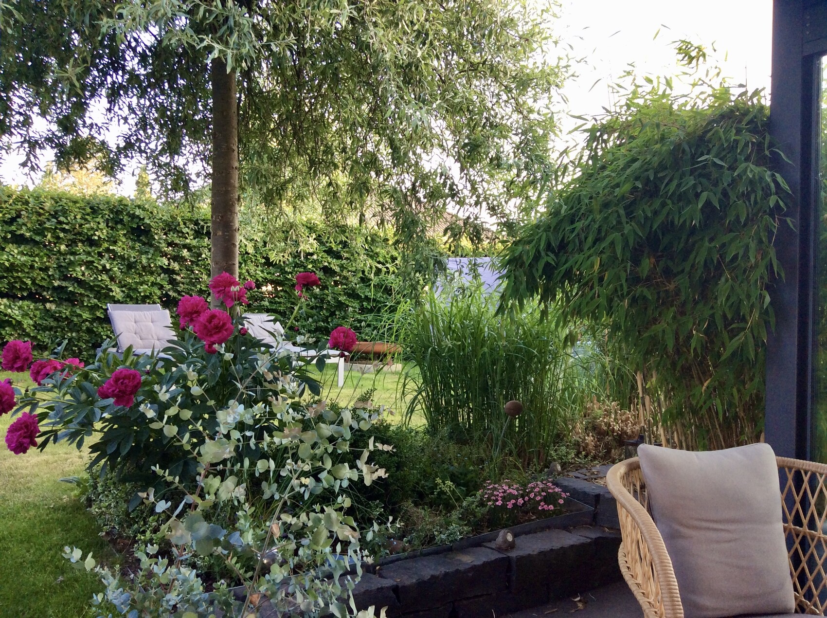 Garten mit pinken Pfingstrosen, Gräsern, dichter Hecke und Rattan-Sessel.