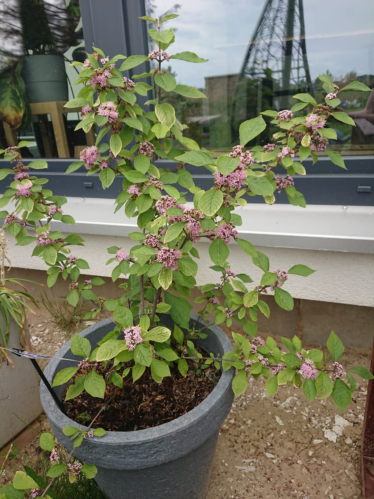 Blühende Pflanze in Topf vor Fenster, grüne Blätter, rosa Blüten