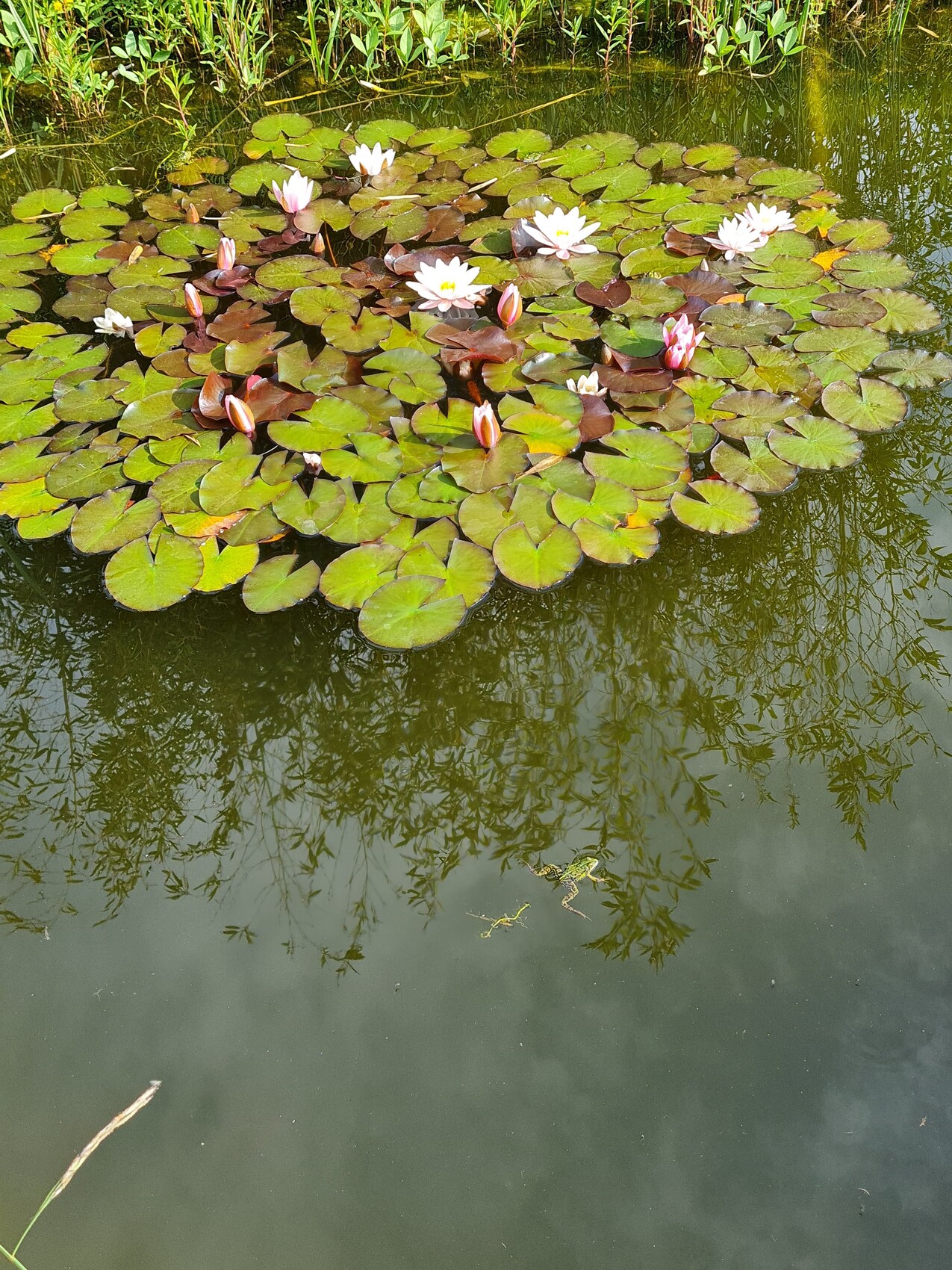 Teich mit Seerosenblättern und weißen rosafarbenen Blüten; Schilfrand und Baumreflexion im Wasser.
