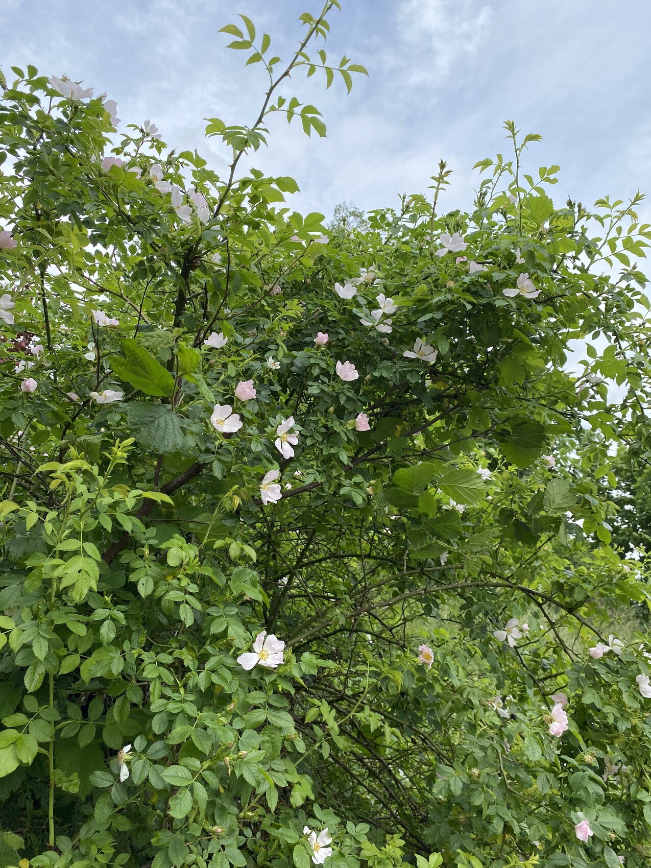 Rosenbusch mit grünen Blättern und zahlreichen weißen bis zart rosa Blüten.