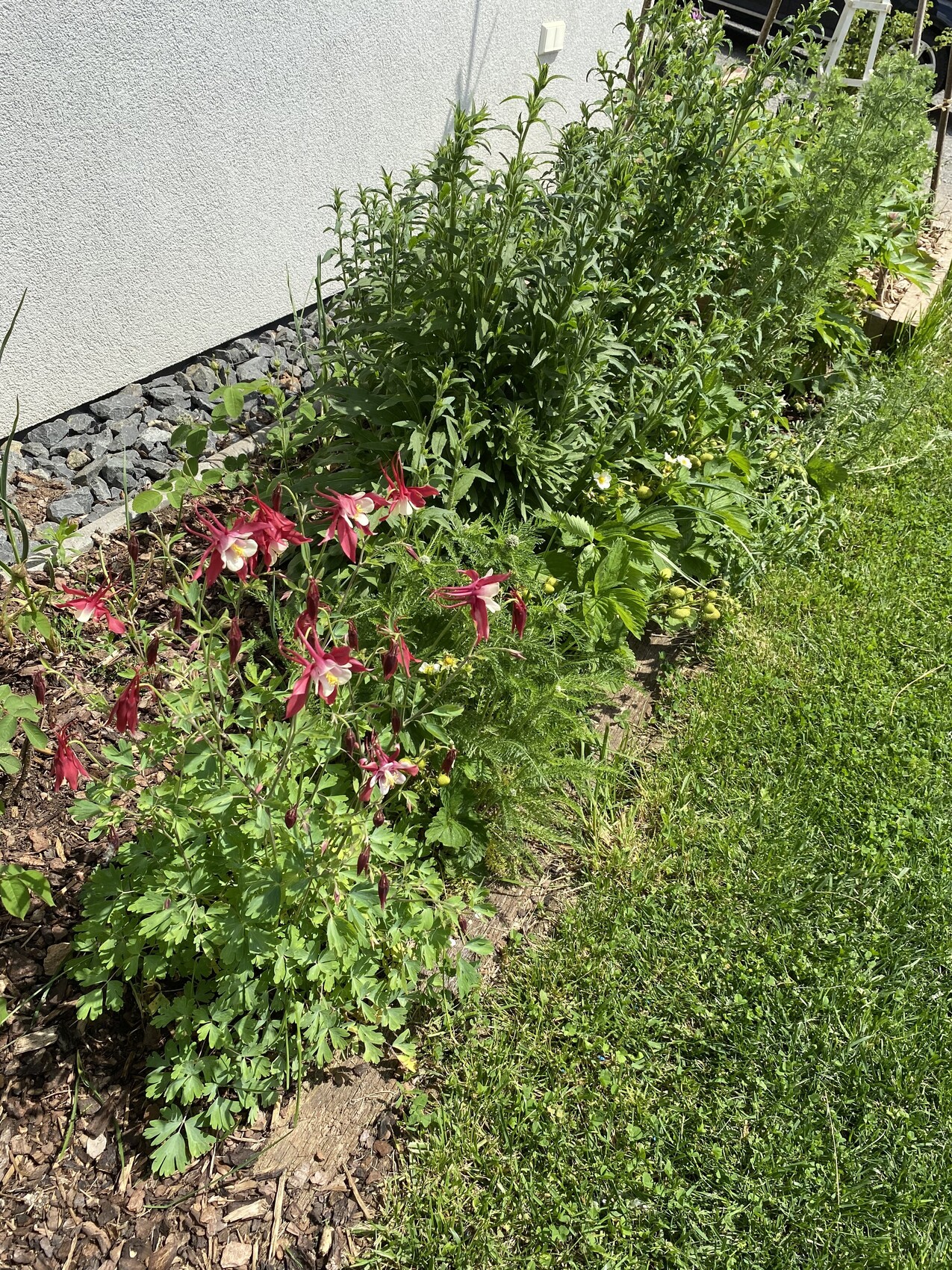 Gartenbeet neben der Hauswand mit pinken Aquilegia-Blüten und grünem Staudenbewuchs.