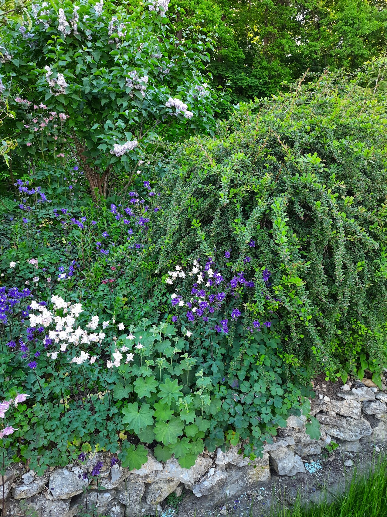 Garten mit violetten und weißen Blüten, dichtem Grün und Steinmauer.