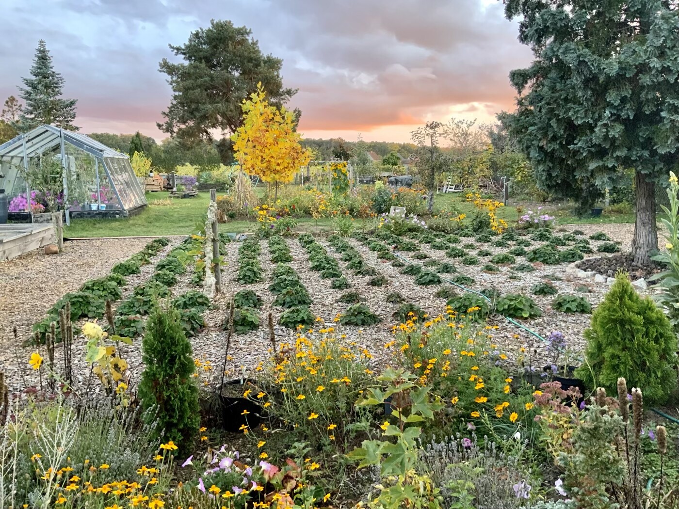 Garten mit Reihen von Gemüsebeeten, bunten Blumen und Glashäuschen, Abendsonne im Hintergrund.