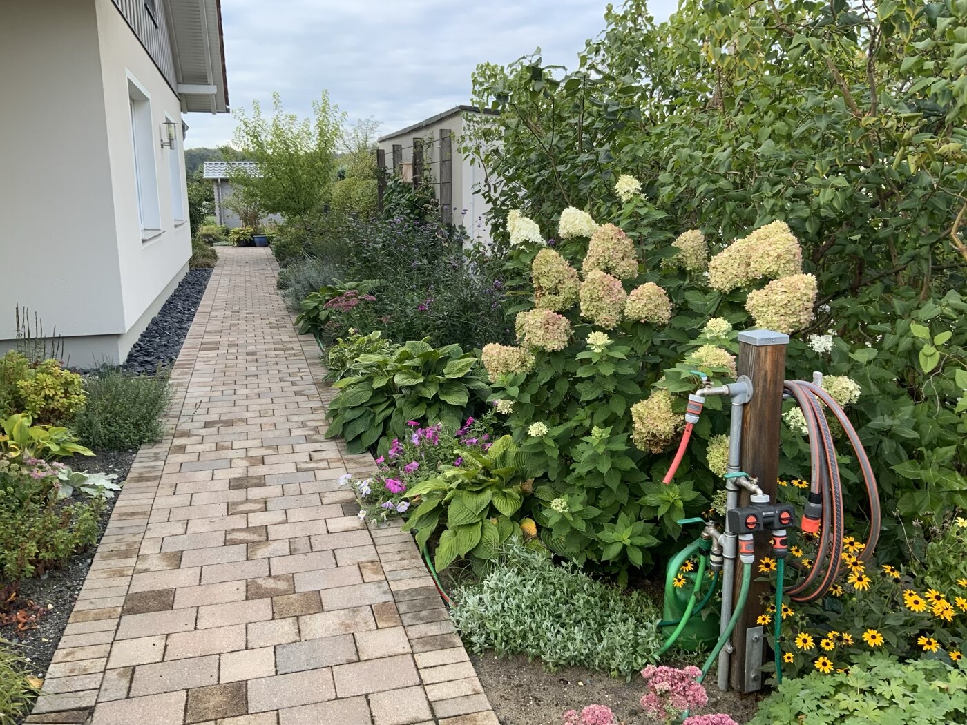Gepflasterter Gartenweg neben dem Haus; rechts Hortensien und Gräser, Gartenschlauch am Pfosten.
