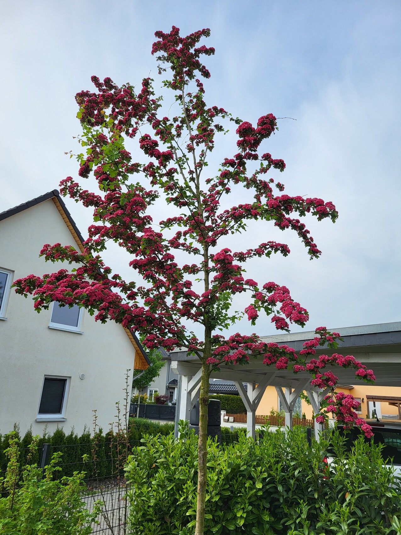 Kleiner Baum mit leuchtend pinken Blüten, in einer Wohngegend neben Haus und Carport.