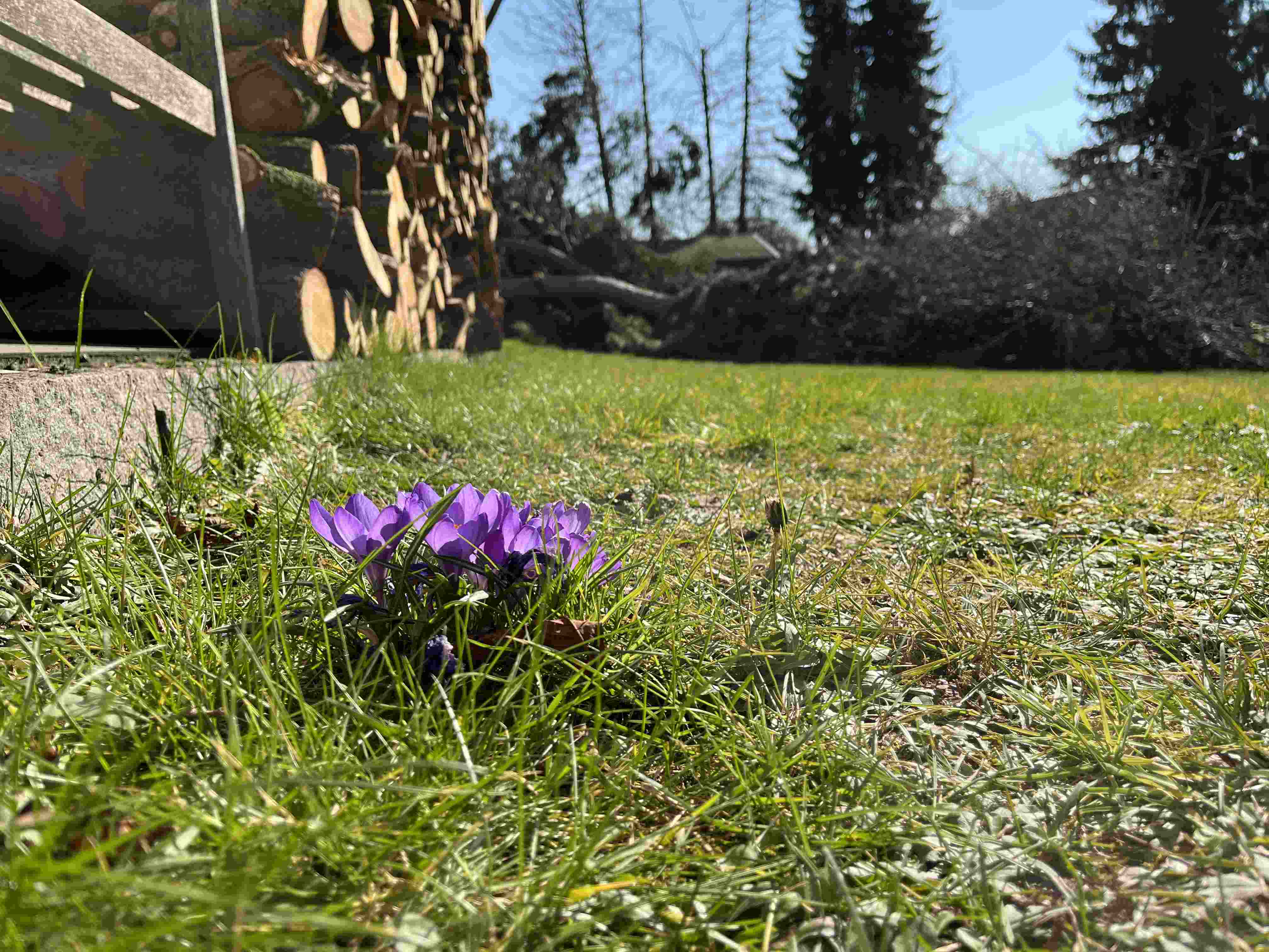 Blume - Kopie.JPG