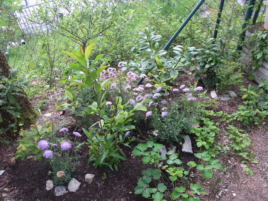 Blumenbeet mit violetten Blüten, grünem Laub und Drahtzaun im Hintergrund.