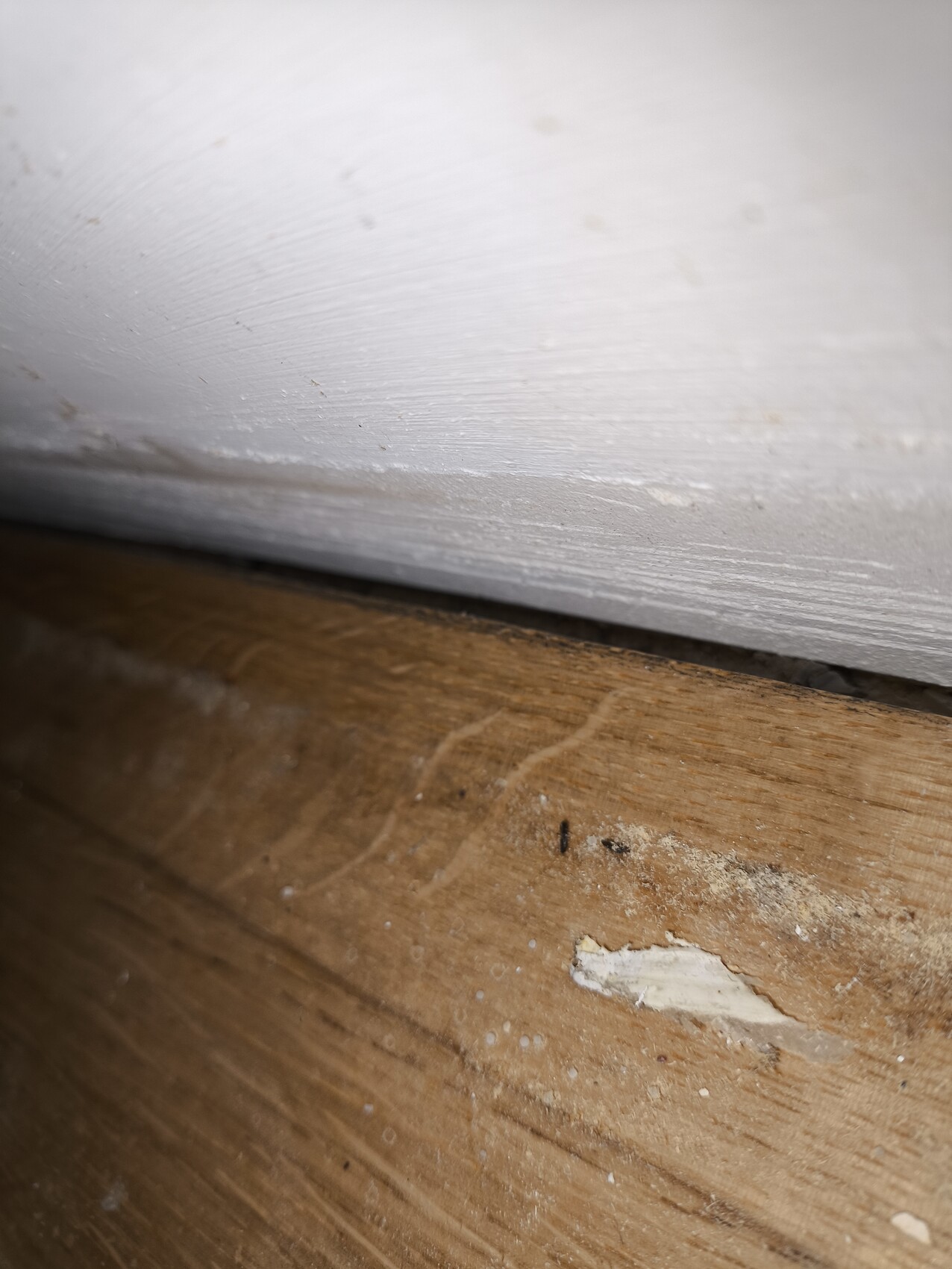 Nahaufnahme von Holzboden und weisse Sockelleiste mit Kratzern und Staub