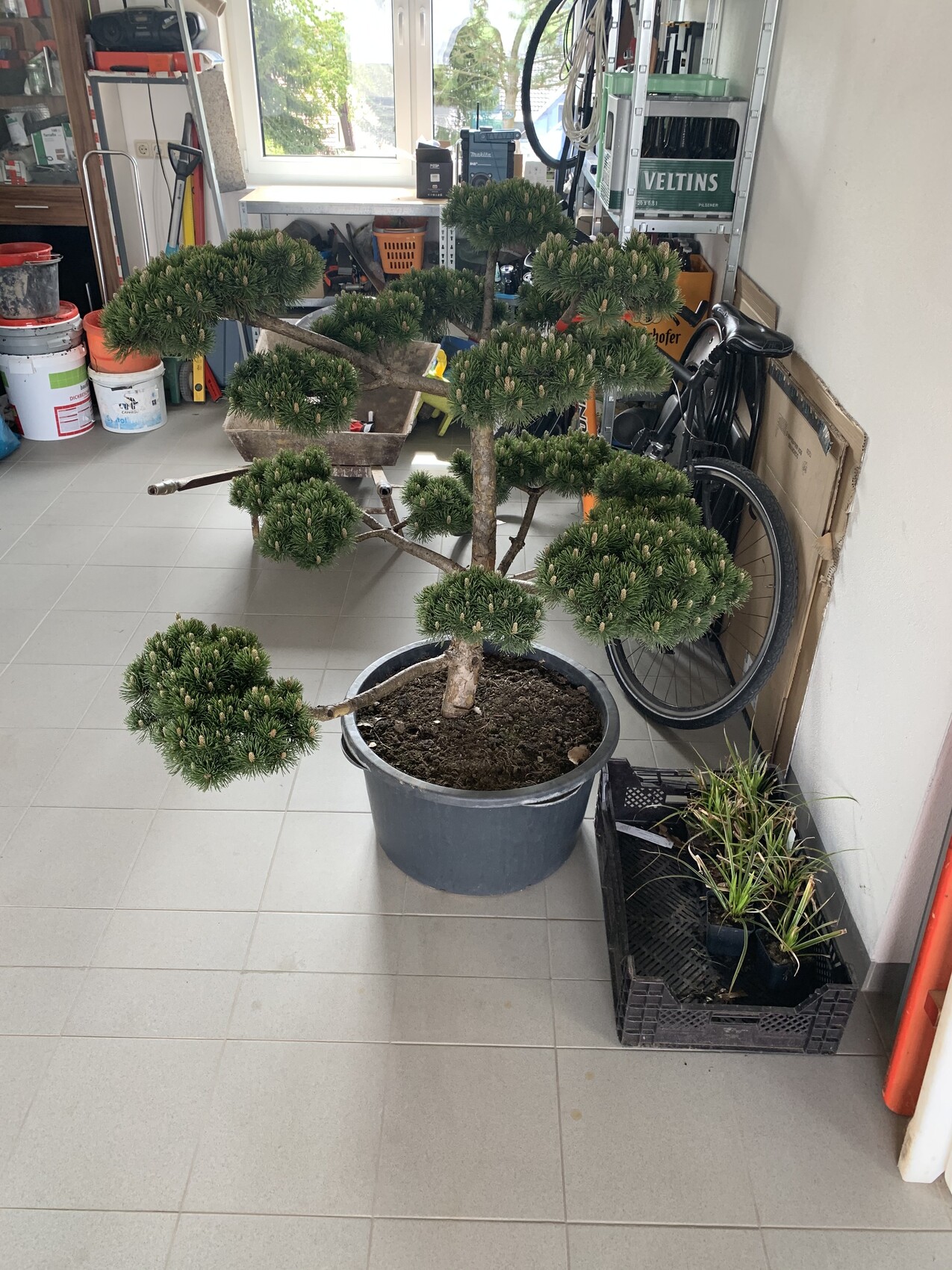 Kleiner Pinien-Bonsai im Topf in einer Garage/Werkstatt, umgeben von Werkzeugen und Fahrrad.