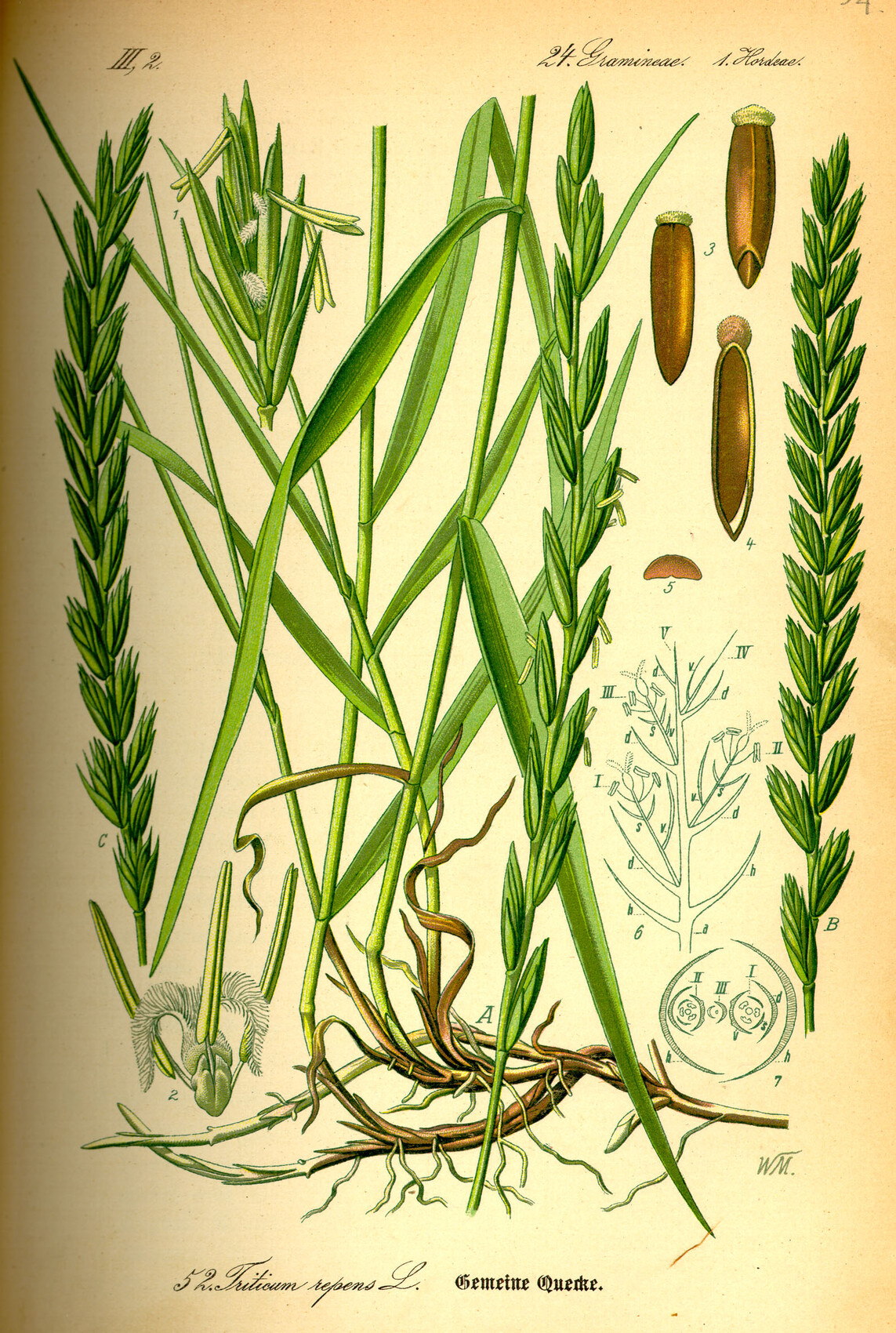 Botanische Illustration von Triticum repens mit Wurzeln und Halmen