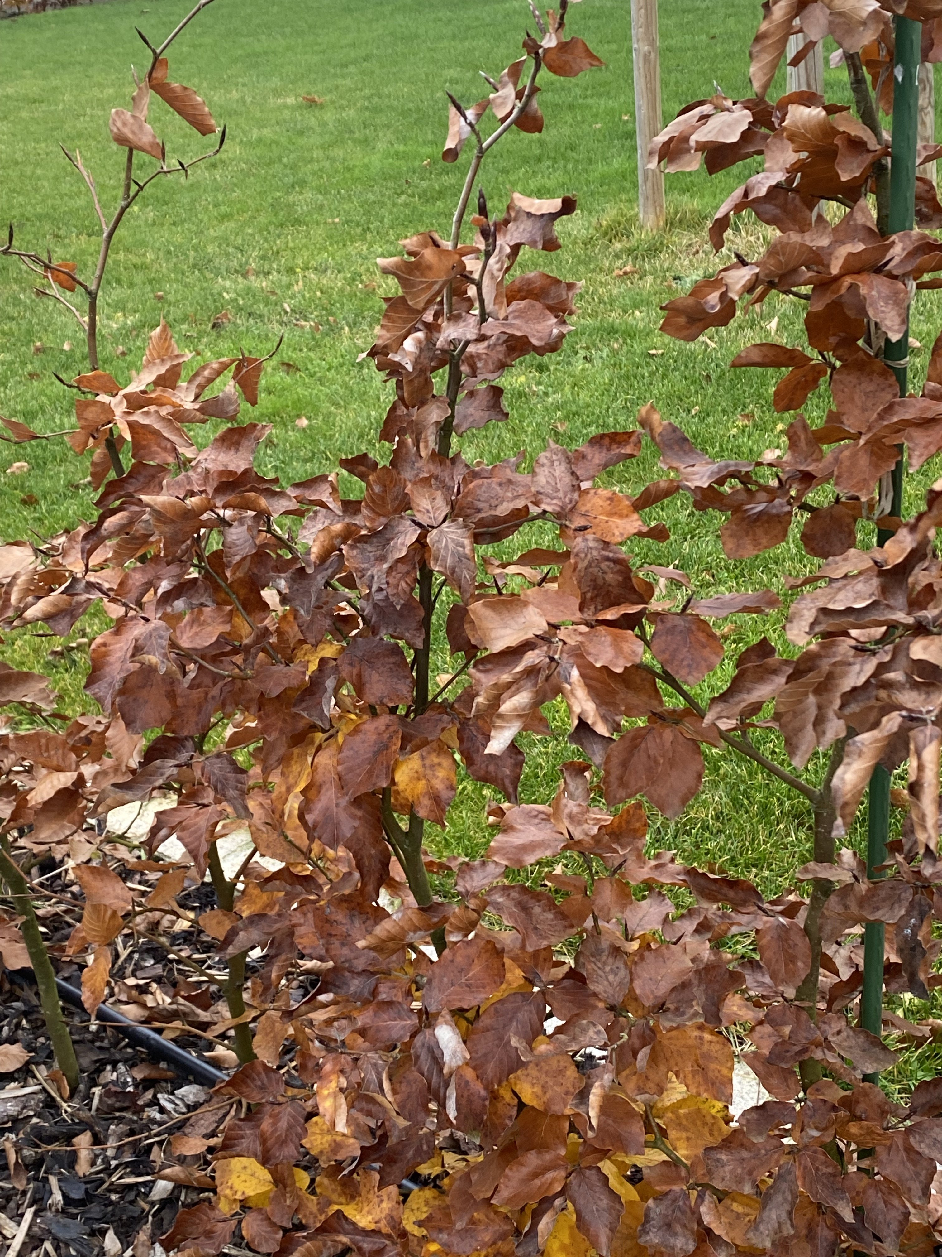 braun-belaubter-strauch-im-garten.jpeg