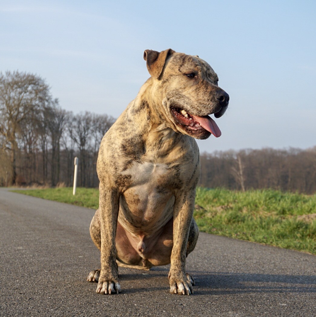 Bräunlich-getigerter Hund sitzt auf Asphaltweg im Park, Zunge heraushängend.