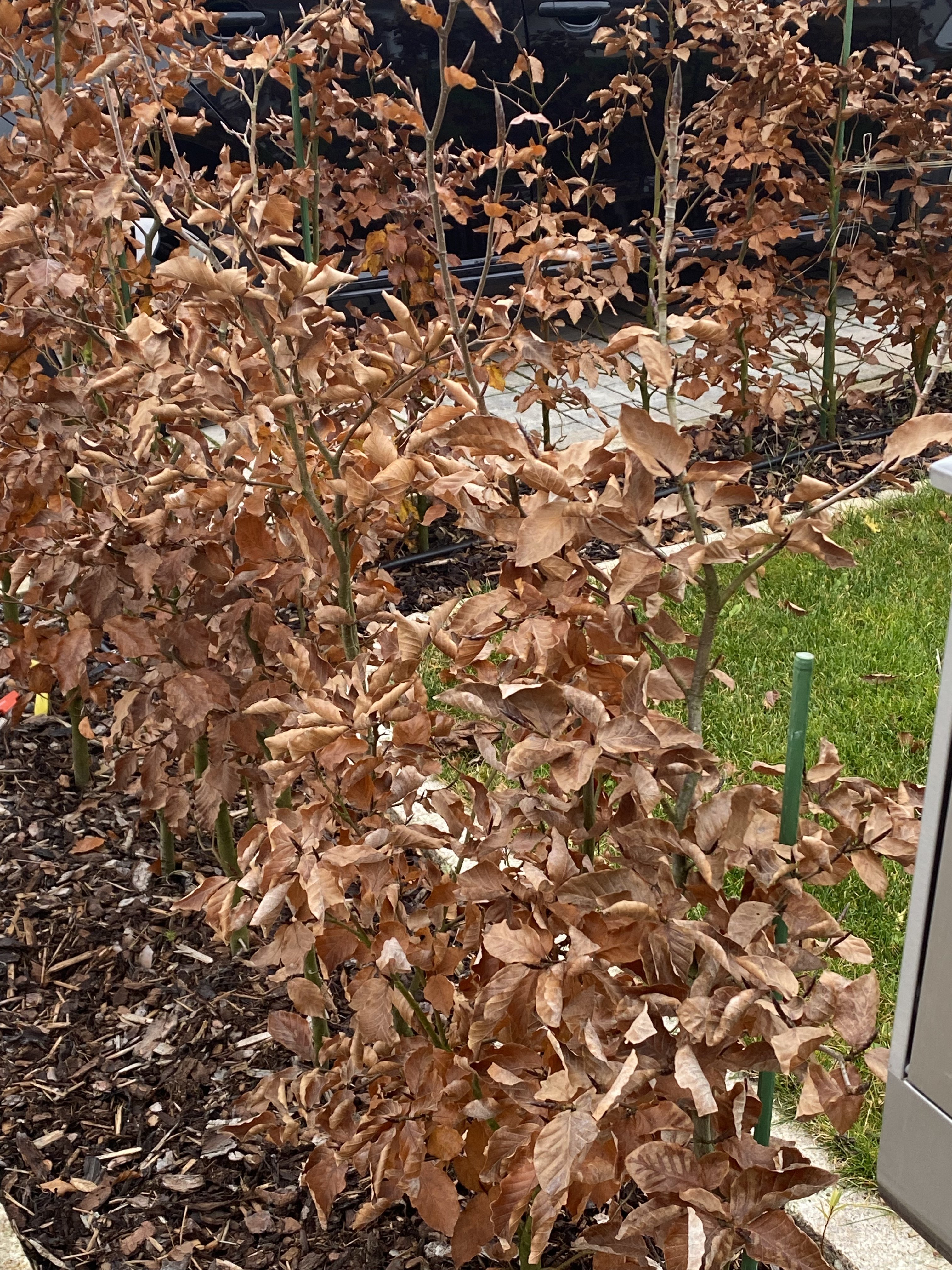 braun-verdorrter-laubstrauch-im-garten-im-herbst.jpeg