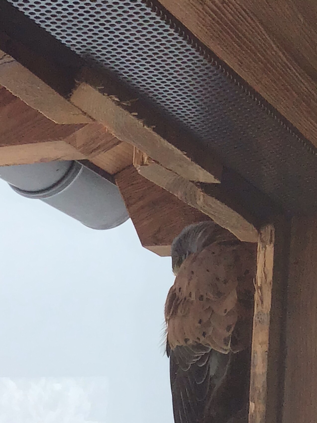 Vogel sitzt auf Holzbalken unter Dachüberstand neben Rohr und Metallgitter, blauer Himmel