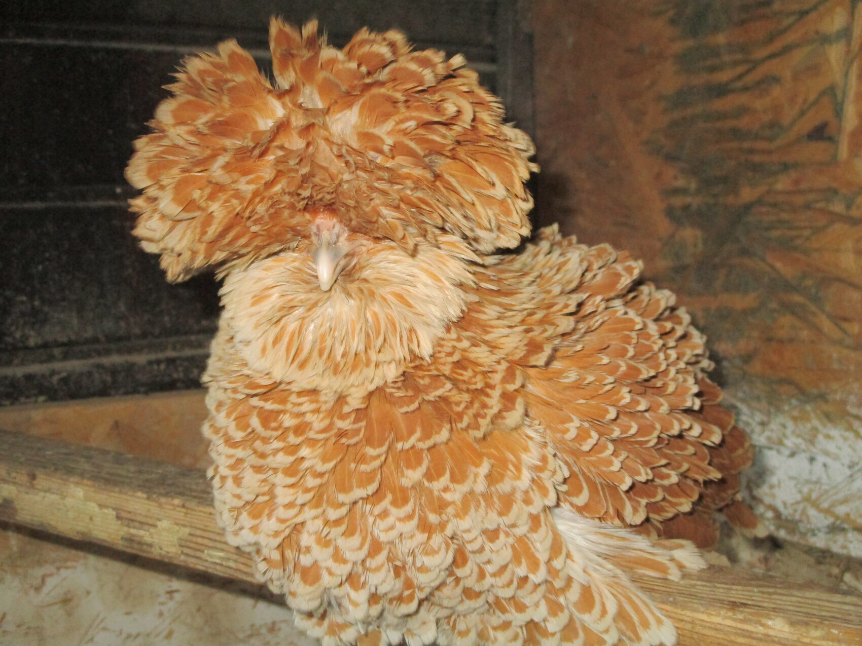 Huhn mit auffälligem braun-orangen Federkleid und dichter Haube auf Holzbalken.