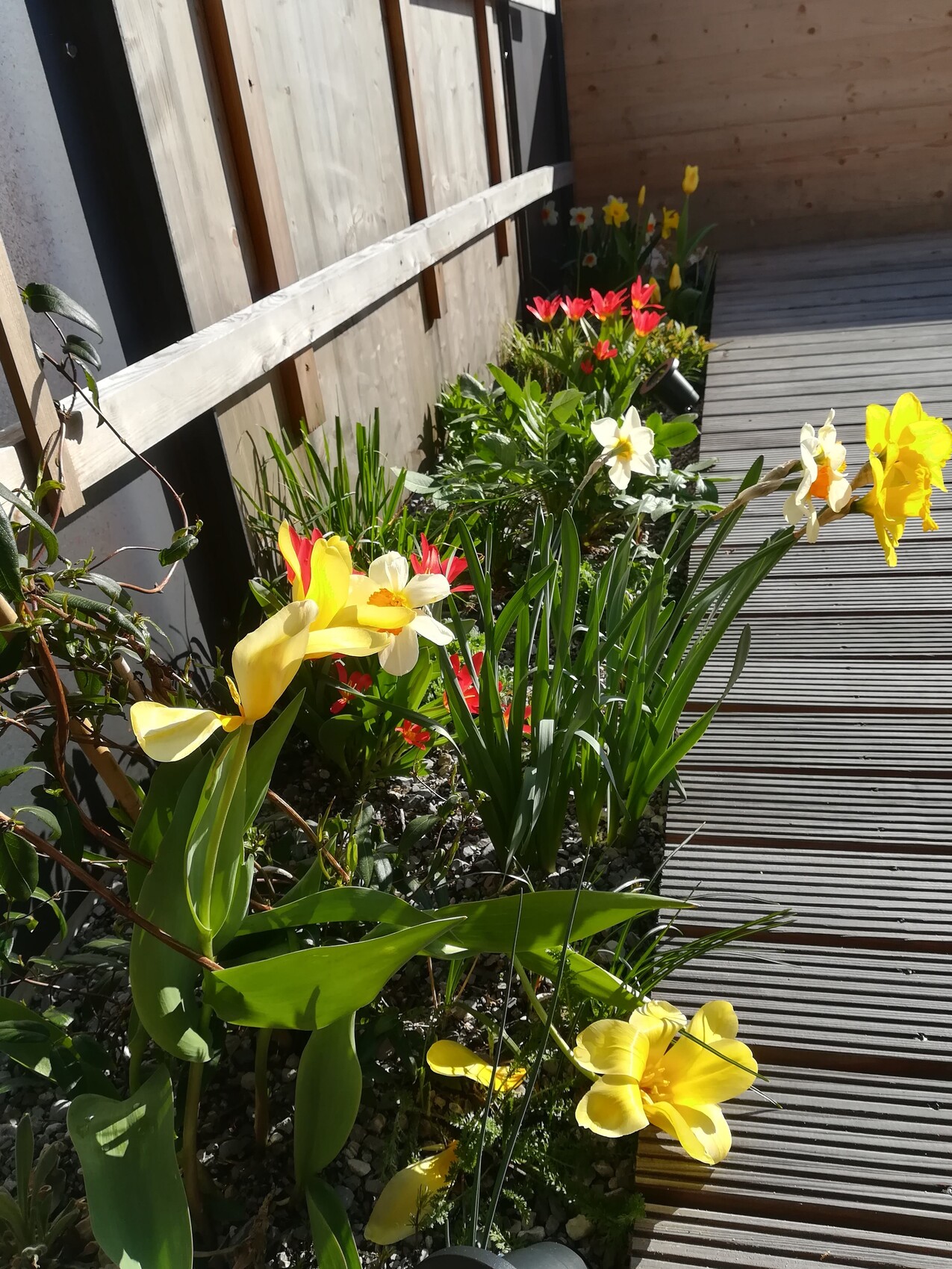 Blumenbeet mit gelben und weißen Narzissen sowie rote Tulpen am Holzweg neben einer Holzwand.