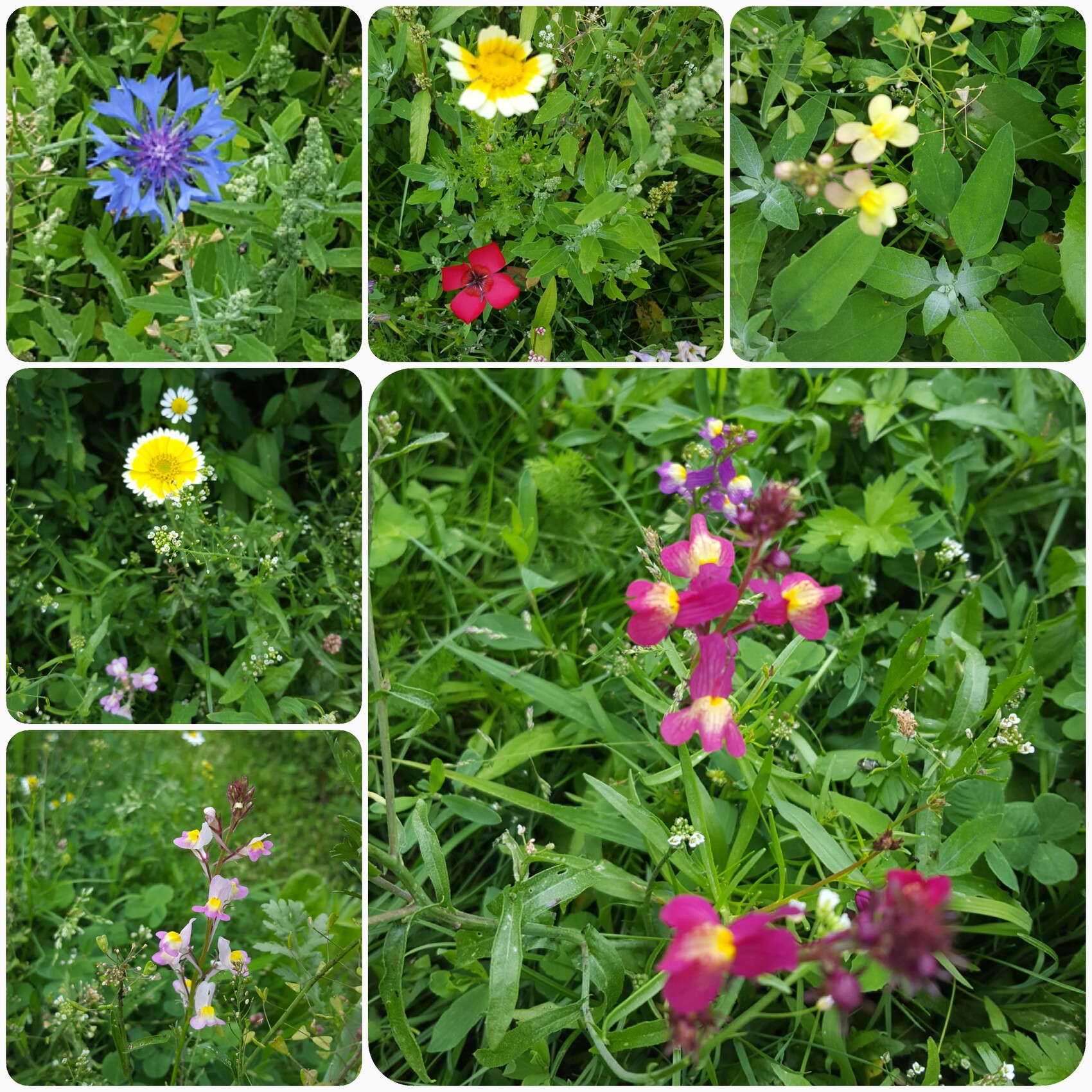 Bunte Wiesenblumen in grünem Beet: blaue Kornblume, gelbe, rote und pinke Blüten in einer Collage.