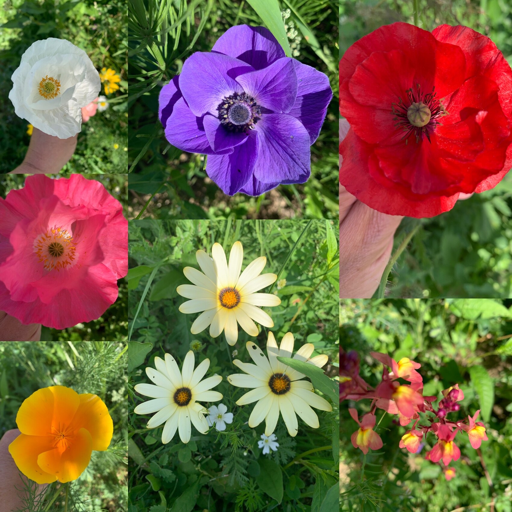 Bunte Gartenblumen-Collage mit Mohn, Anemone, Gänseblümchen und Kalifornischem Mohn.
