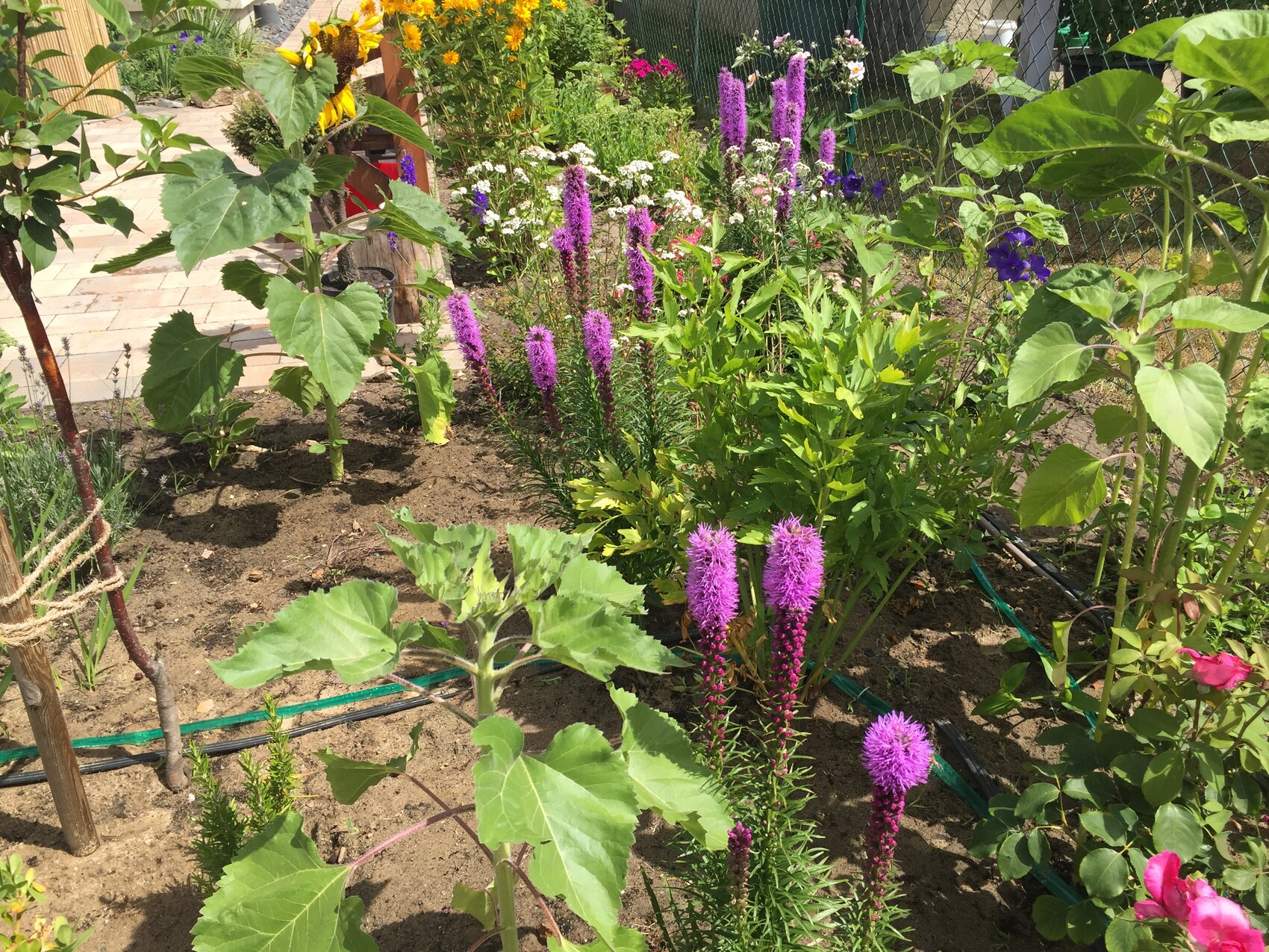 Bunter Garten mit violetten Liatris-Spitzen, gelben Sonnenblumen und grünem Blattwerk.