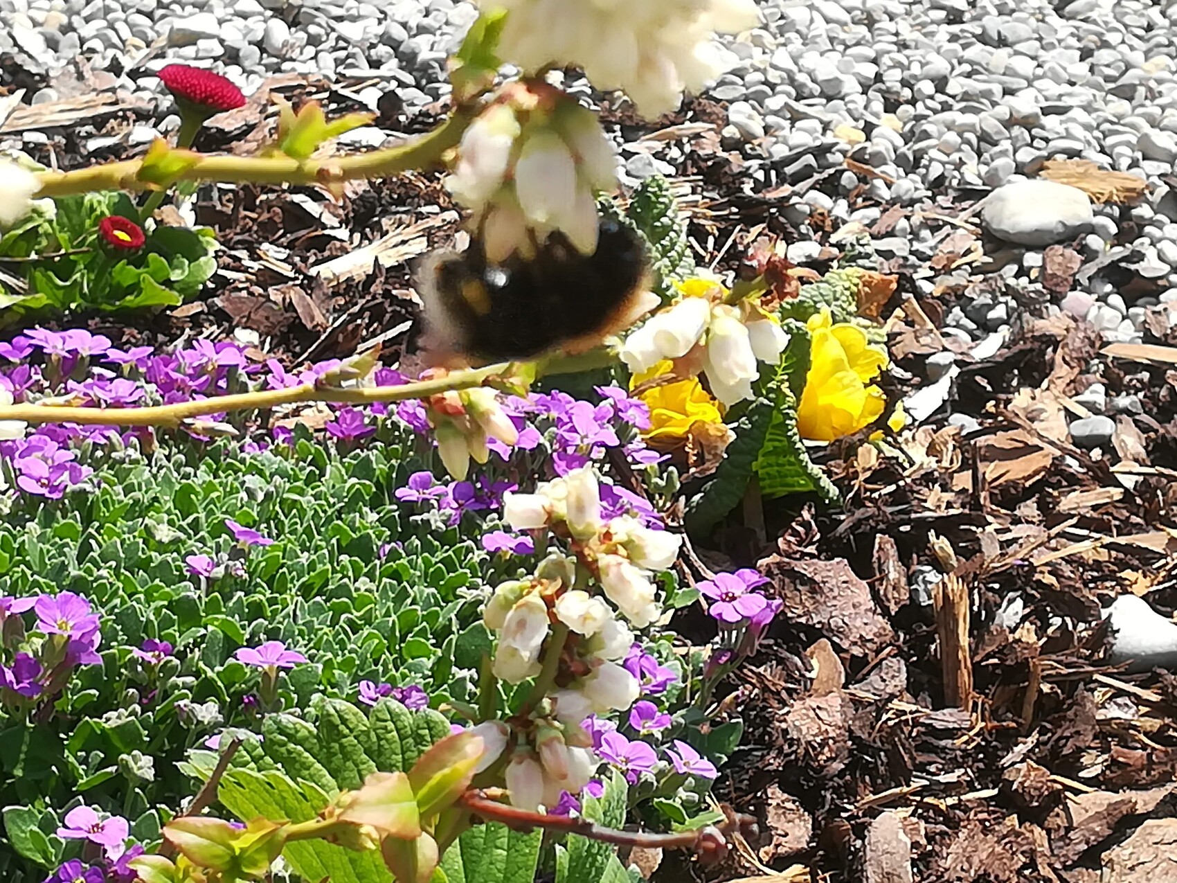 Gartenbeet mit violetten, gelben und weißen Blumen, grünem Laub, Mulch und Kiesel.