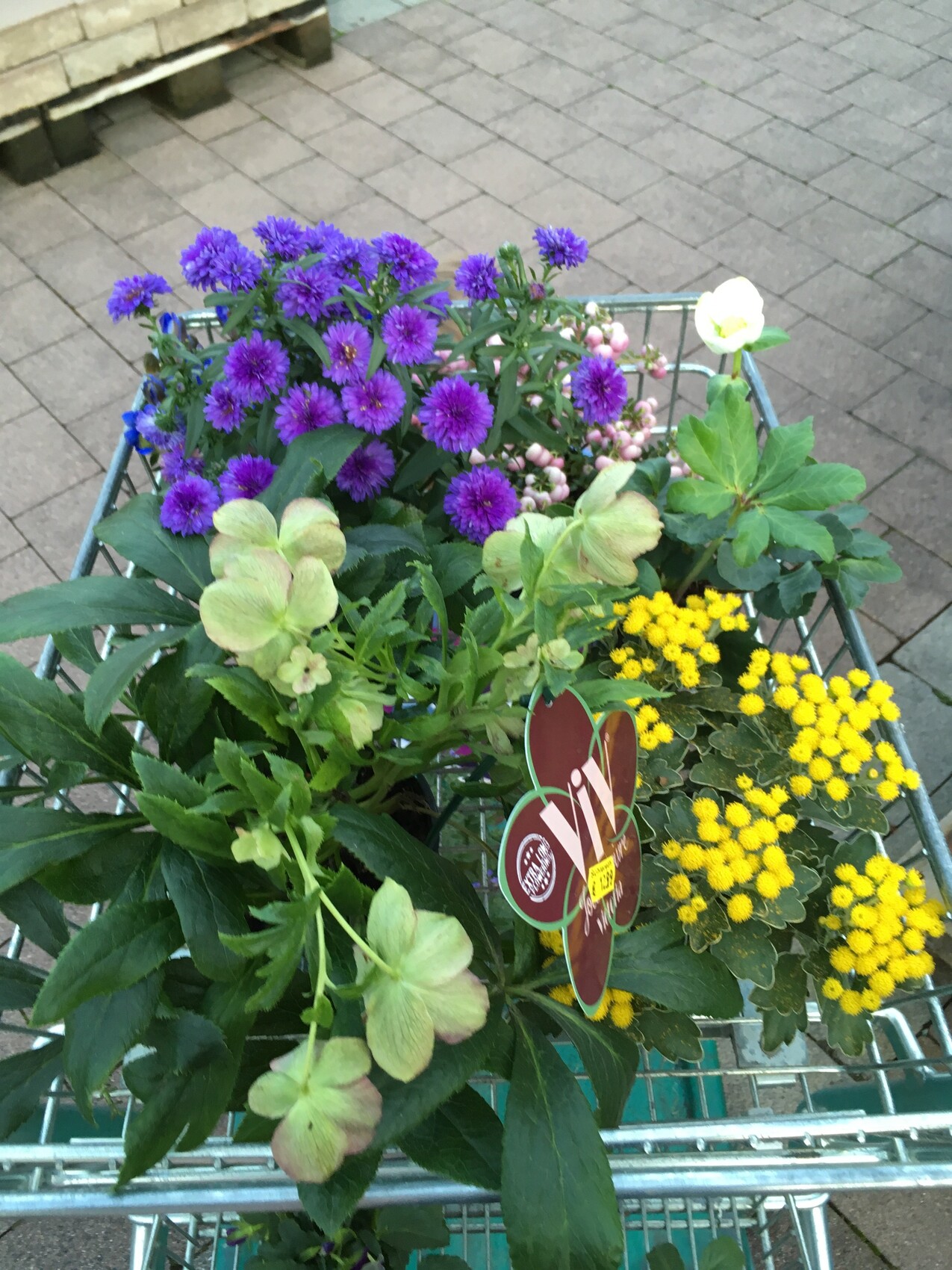 Bunter Blumenkorb mit violetten und gelben Blumen im Metallkorb auf gepflastertem Boden