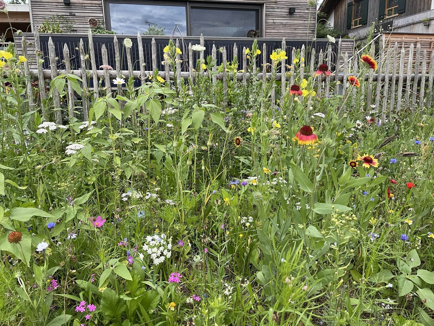 Bunte Wildblumenwiese vor einem Holzzaun; rote und gelbe Blüten dominieren.