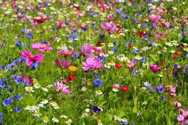 Bunte Blumenwiese mit vielen Wildblumen in einer sonnigen Feldlandschaft