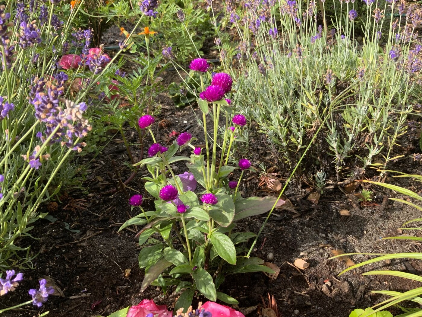 Gartenbeet mit Lavendel und rosa-lila Blüten in sonnigem Beet