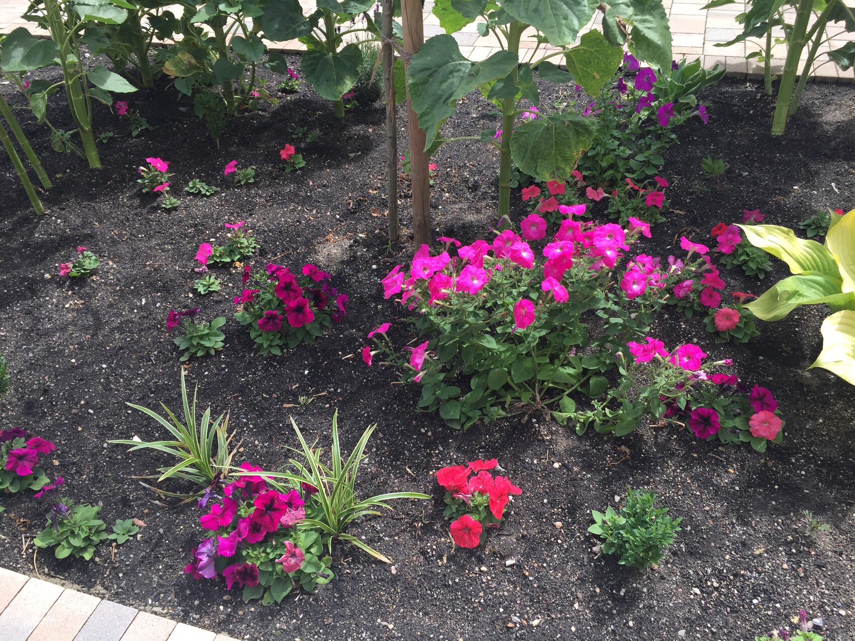 Gartenbeet mit pinken Petunien, dunkler Erde und grünem Laub