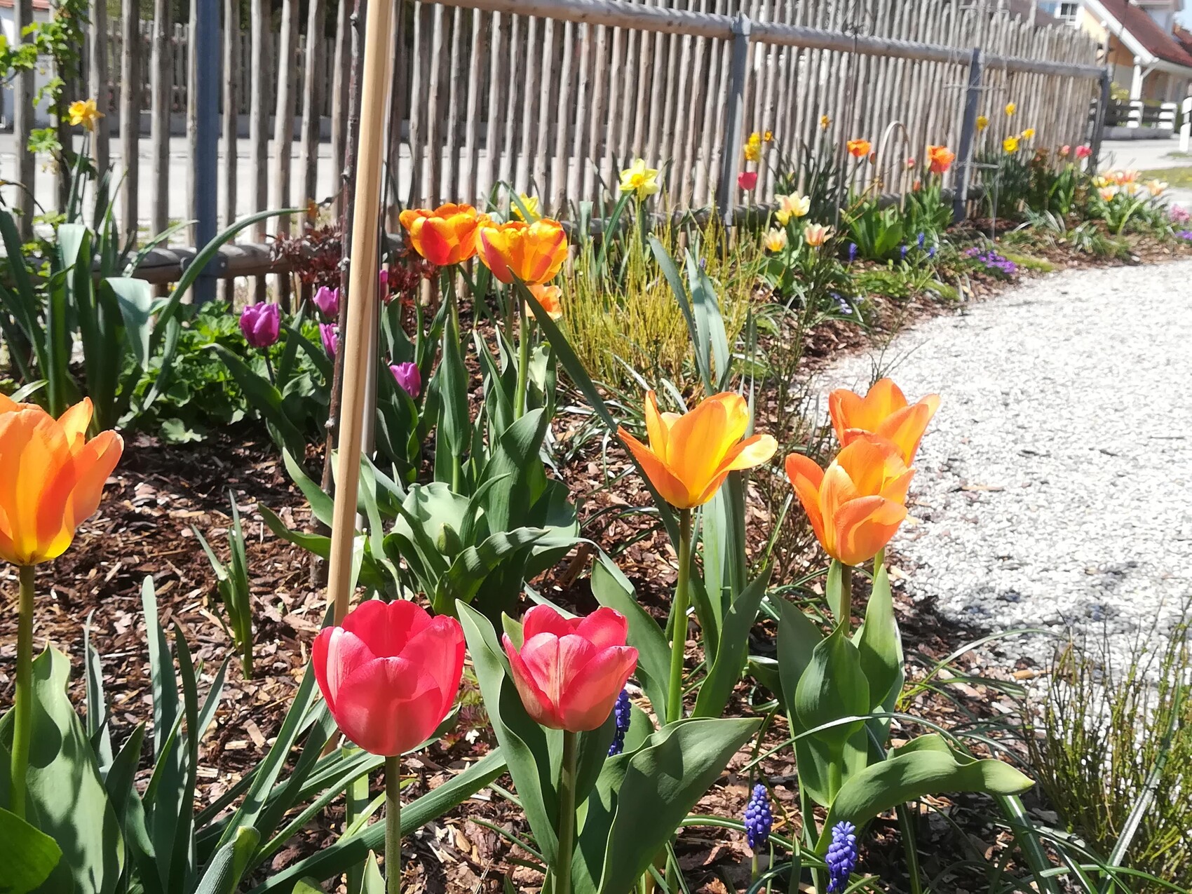 Orange und pink Tulpen im Beet am Holzzaun, Kiesweg rechts im Bild.