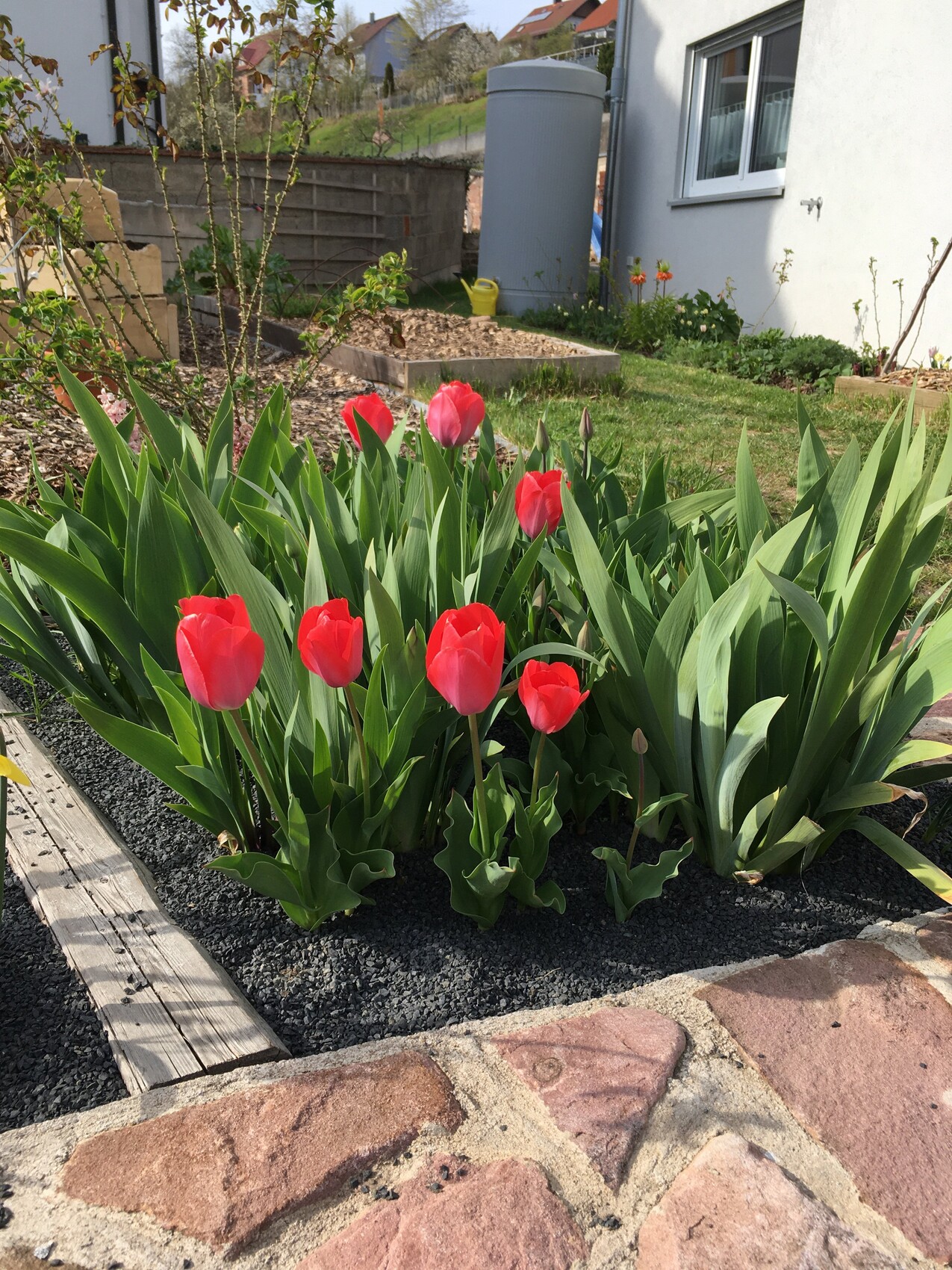 Rote Tulpen im Beet mit grünen Blättern; Hintergrund Garten mit Haus, Kiesweg und Wasserbehälter.