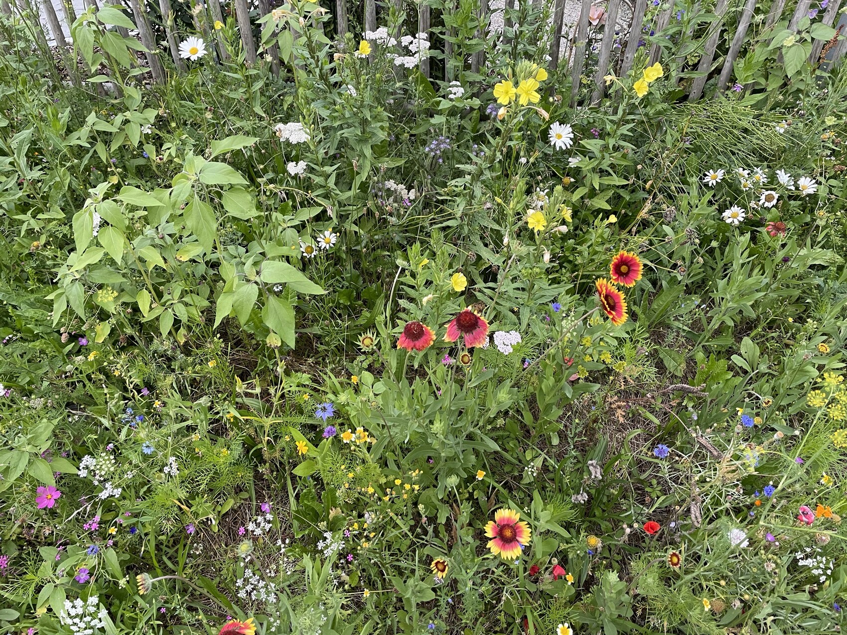 Bunte Wildblumenwiese mit gelben, roten und weißen Blüten vor einem Holzzaun.