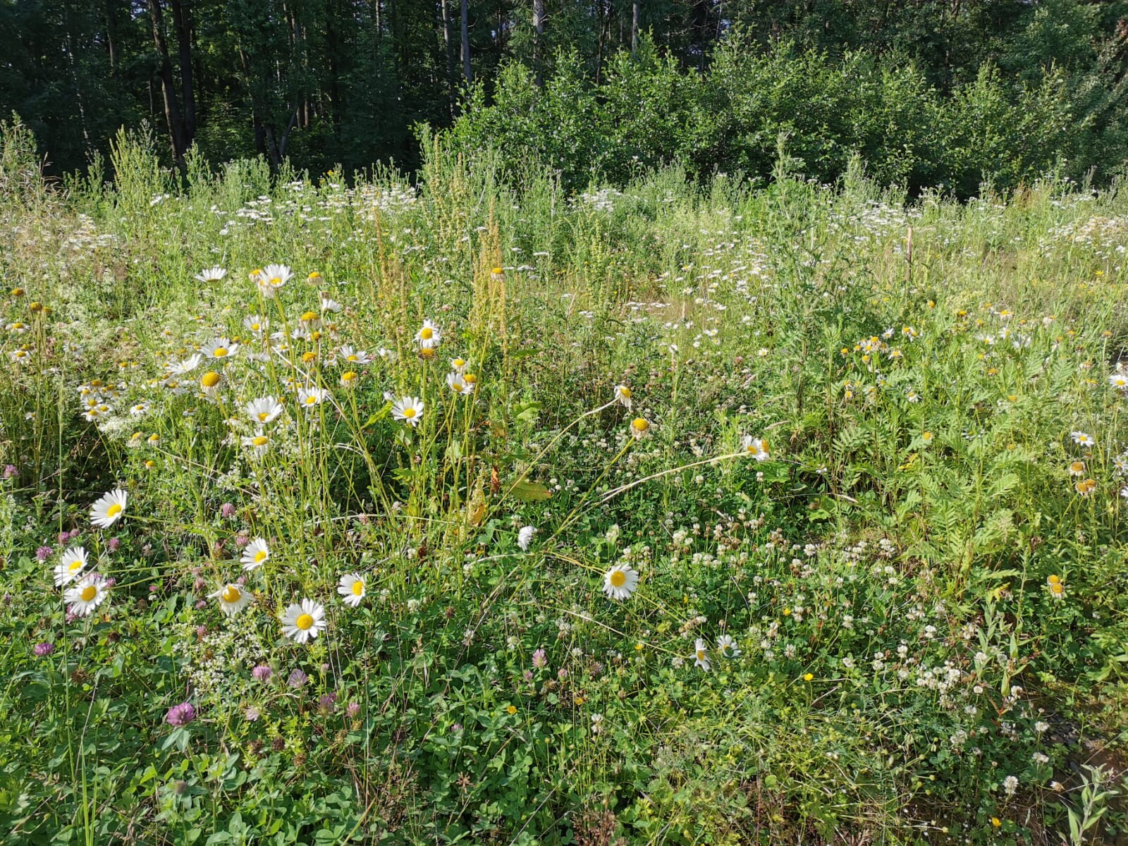 Wilde Blumenwiese mit weißen Gänseblümchen und Gräsern, Wald im Hintergrund.