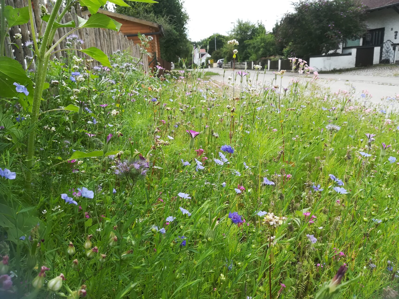 Wilde Blumenwiese am Straßenrand mit Häusern im Hintergrund