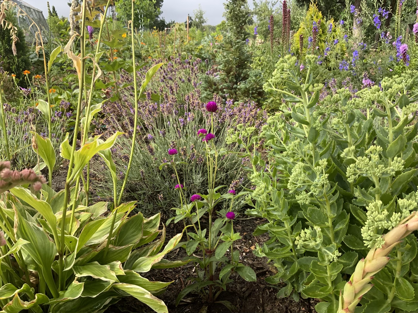 bunter-garten-mit-blumen-und-sträuchern.jpeg