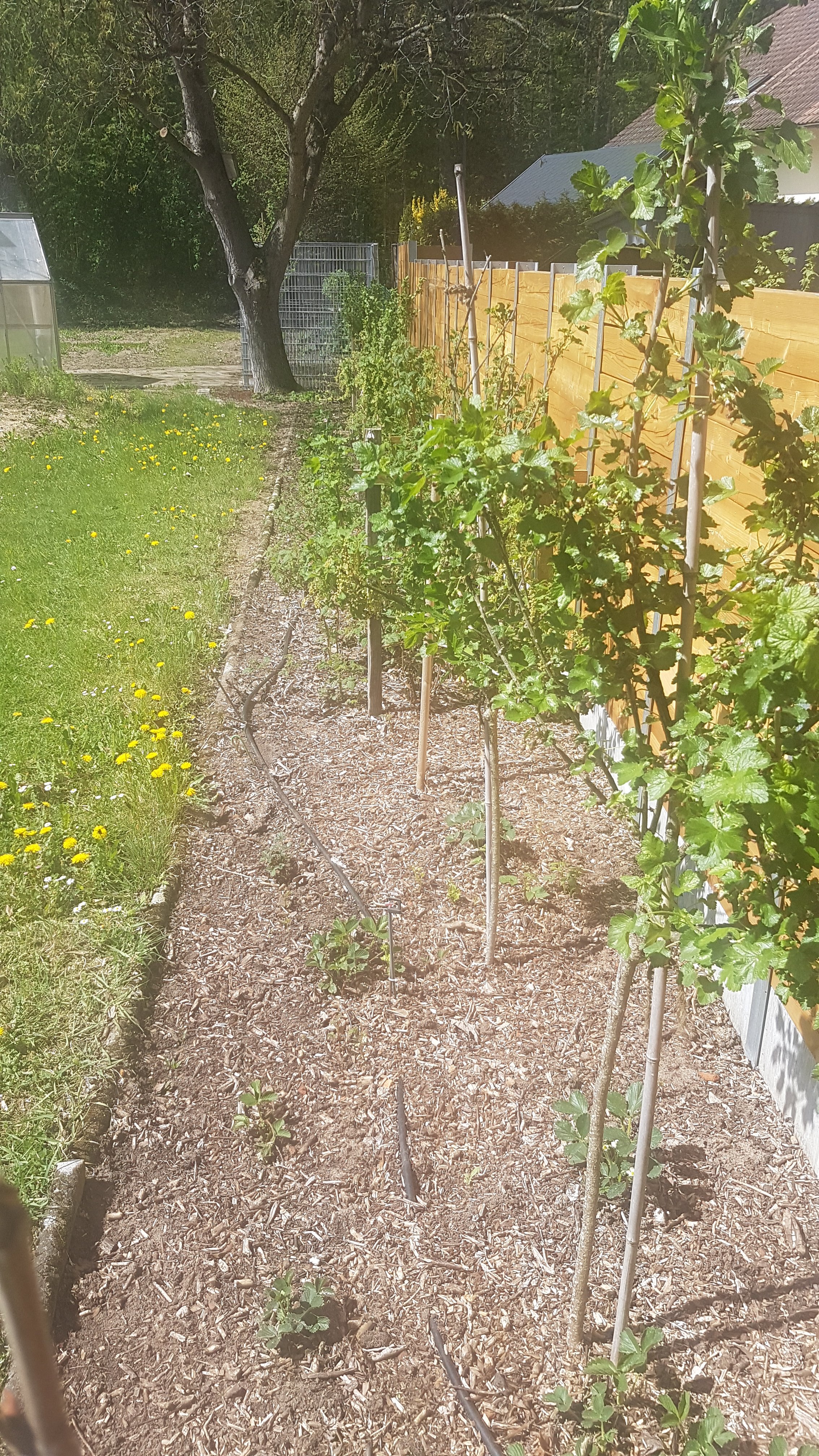 bunter-garten-plauder-bilder-thread-320174-1.jpg