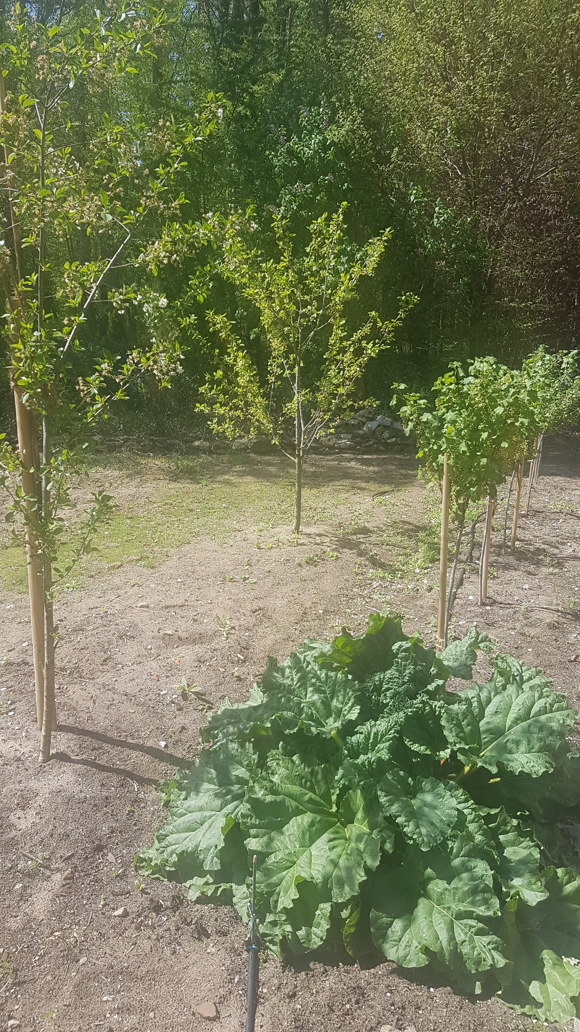 bunter-garten-plauder-bilder-thread-320174-2.jpg