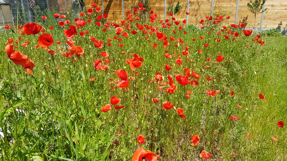 bunter-garten-plauder-bilder-thread-327233-1.jpg