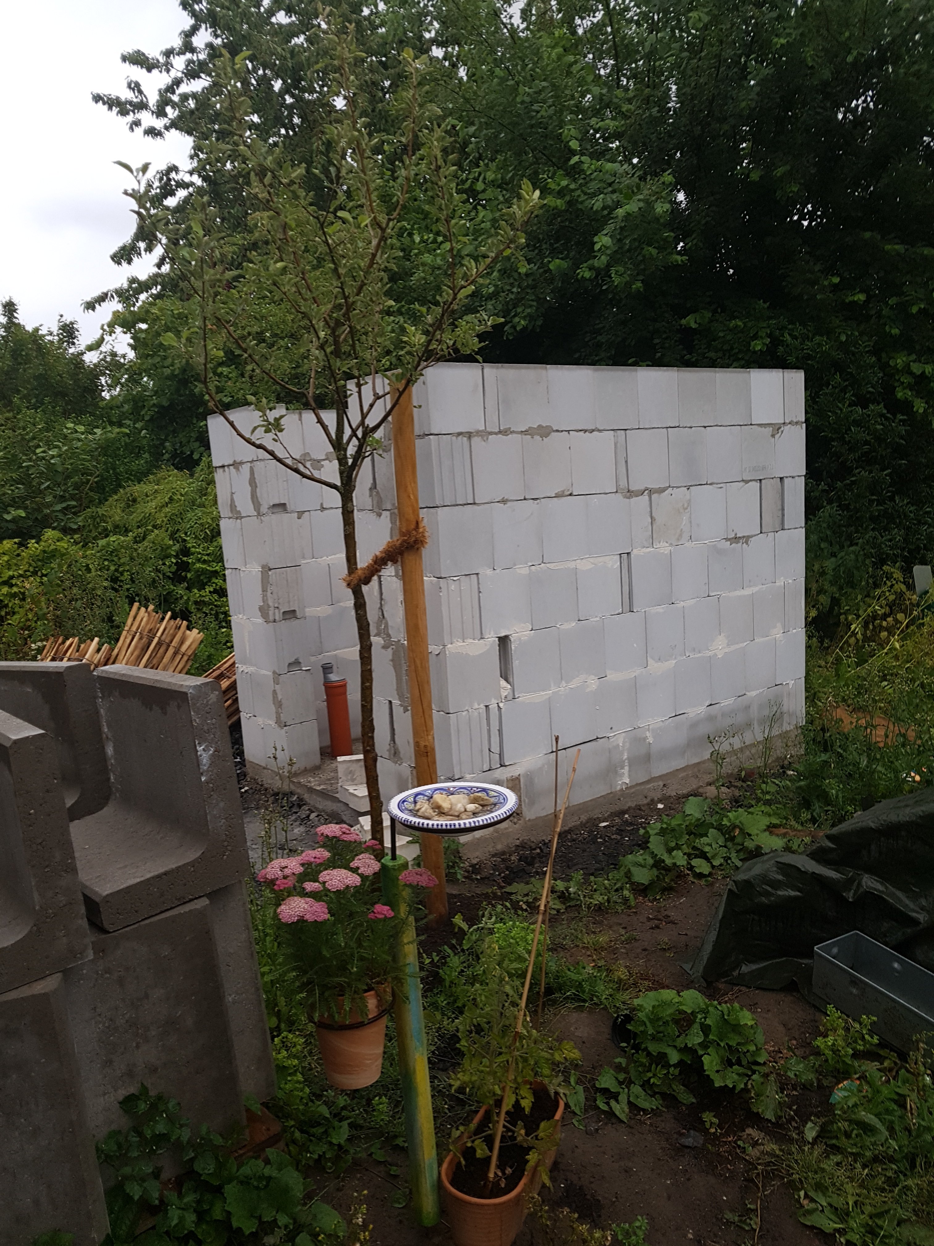 bunter-garten-plauder-bilder-thread-333432-1.jpg