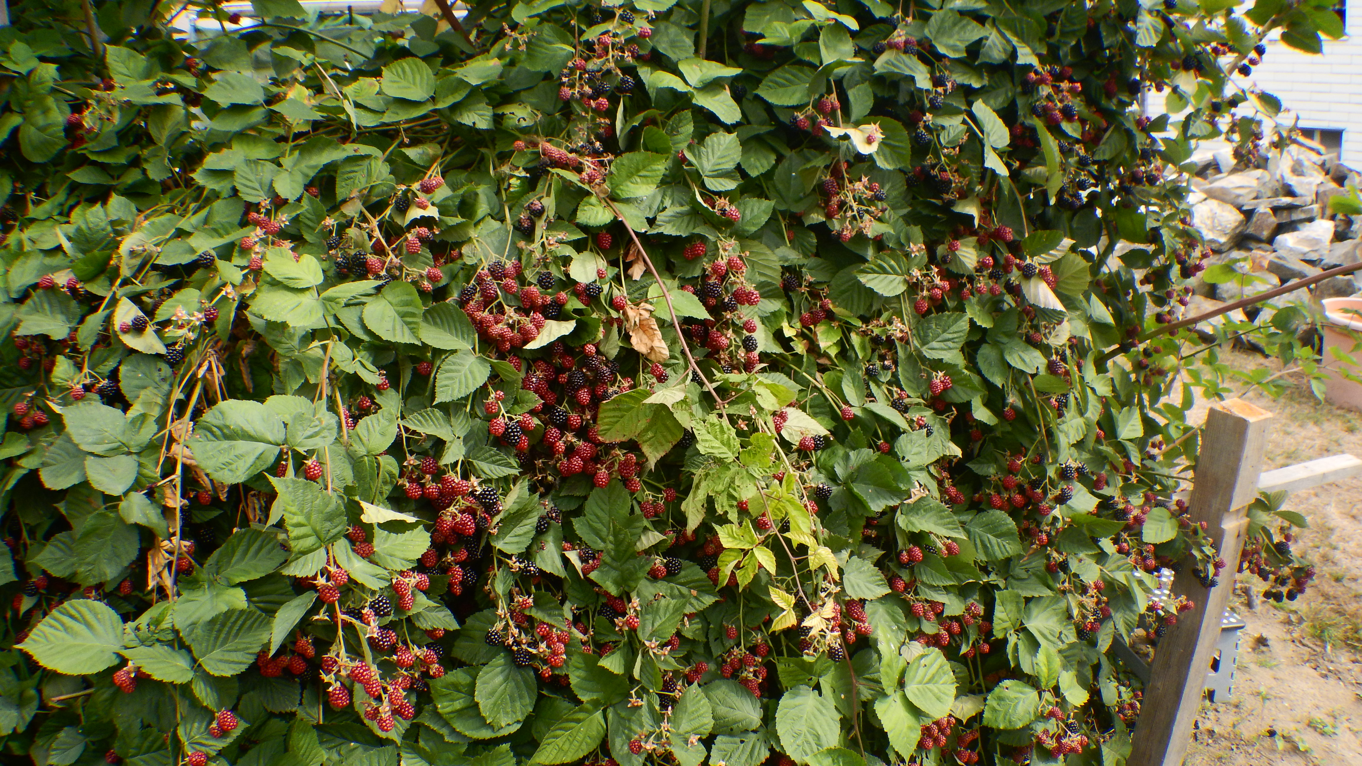 bunter-garten-plauder-bilder-thread-343382-1.JPG
