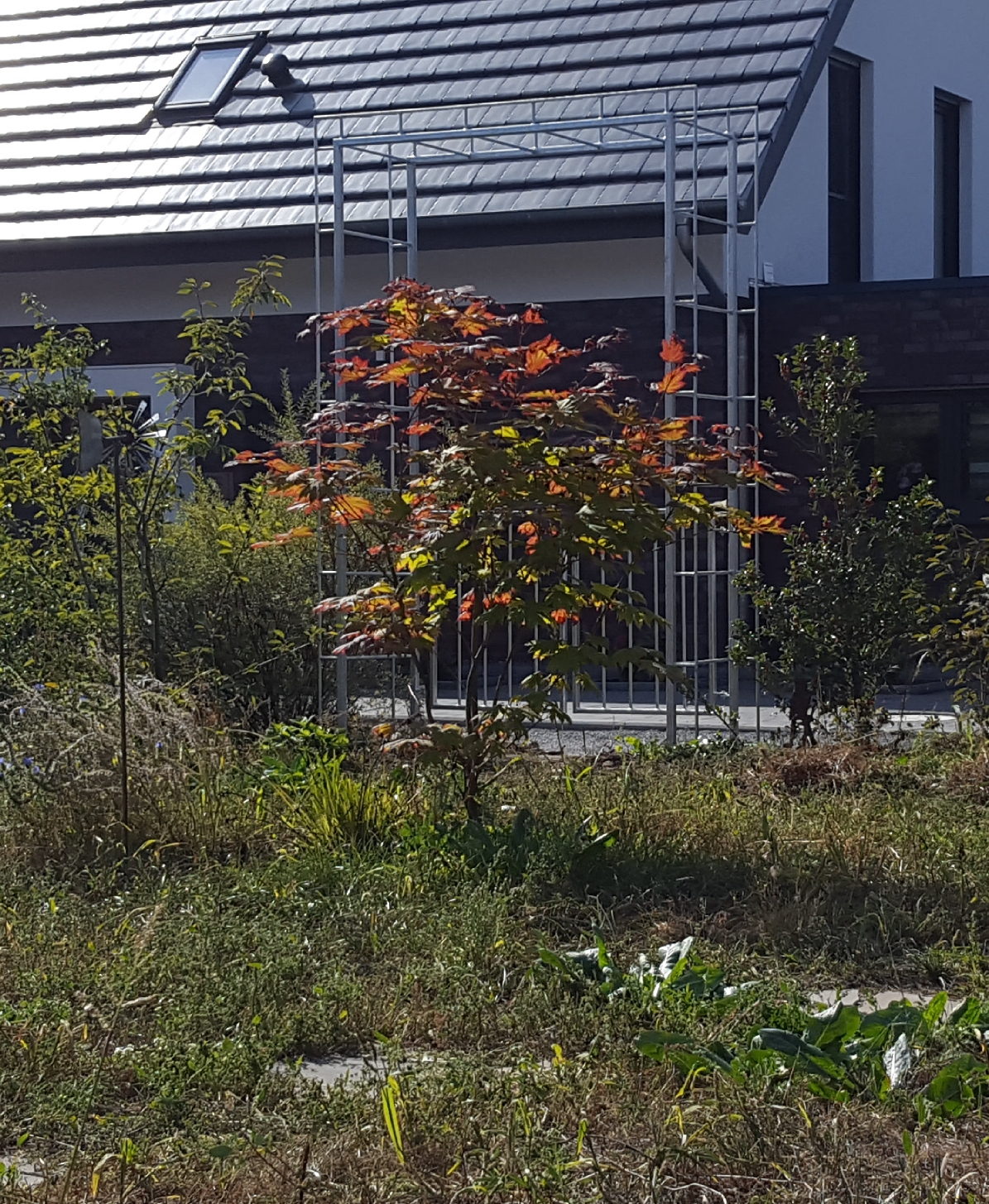 bunter-garten-plauder-bilder-thread-345848-1.jpg