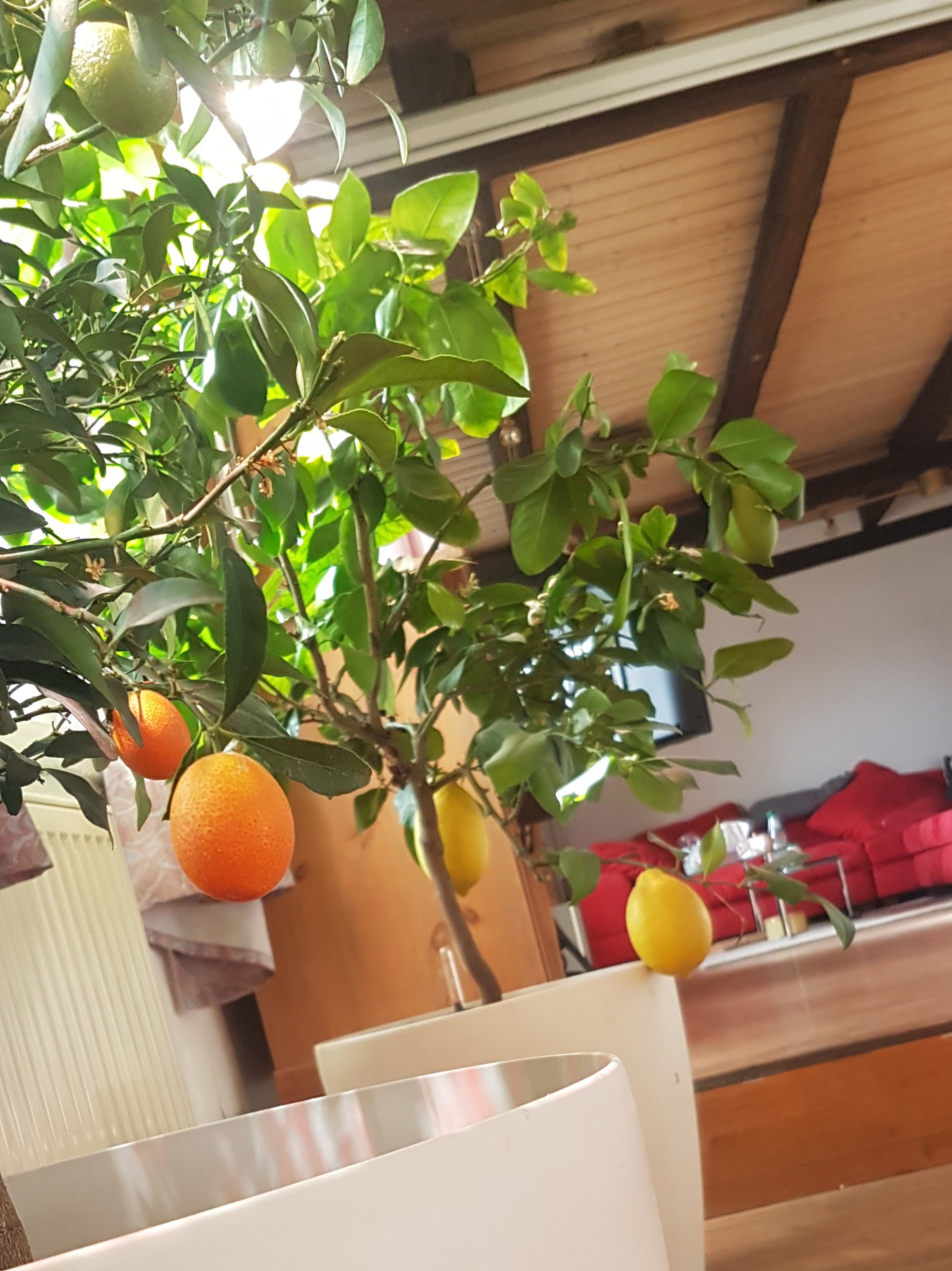 bunter-garten-plauder-bilder-thread-378151-1.jpg