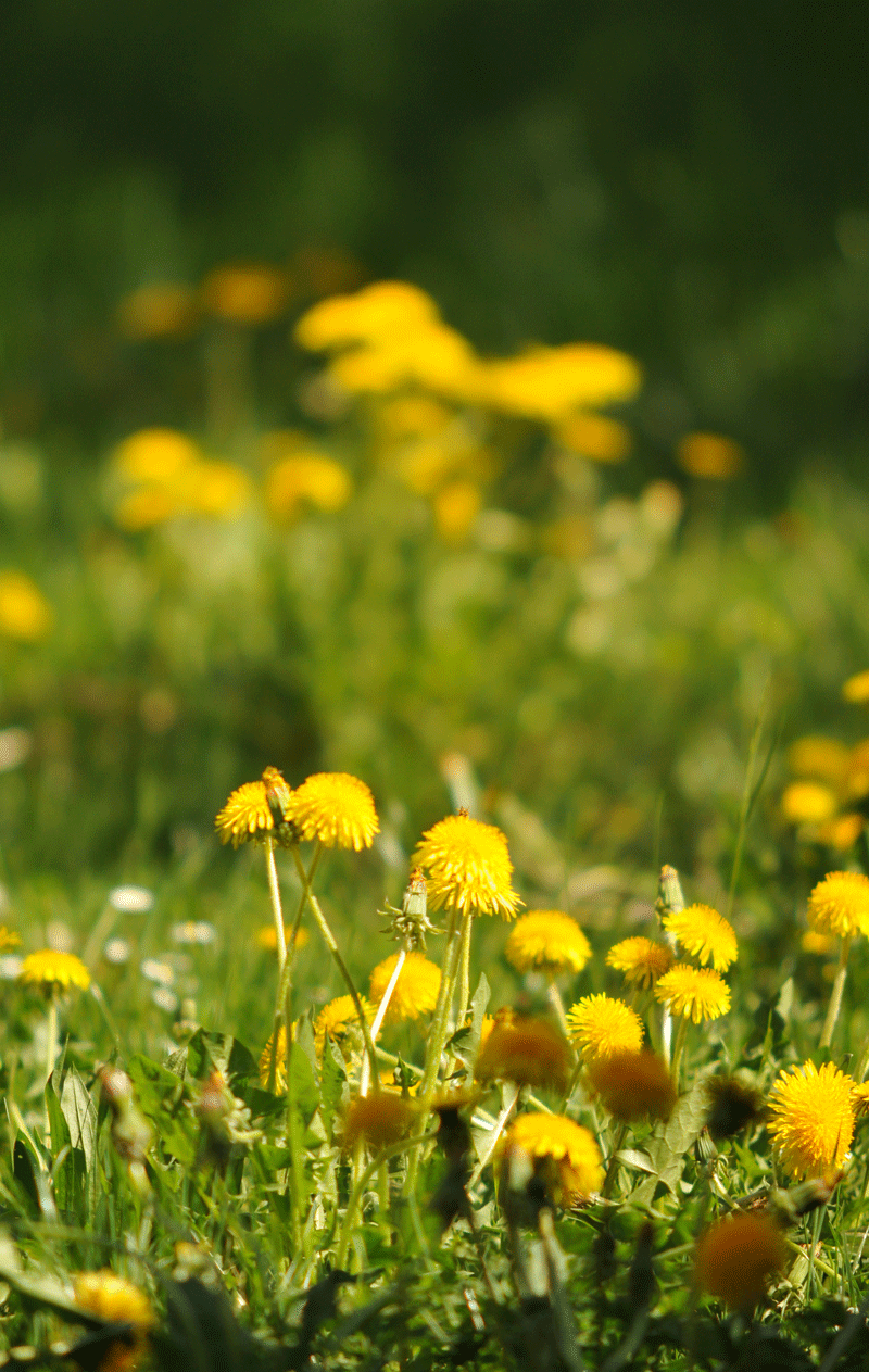 bunter-garten-plauder-bilder-thread-396331-1.gif