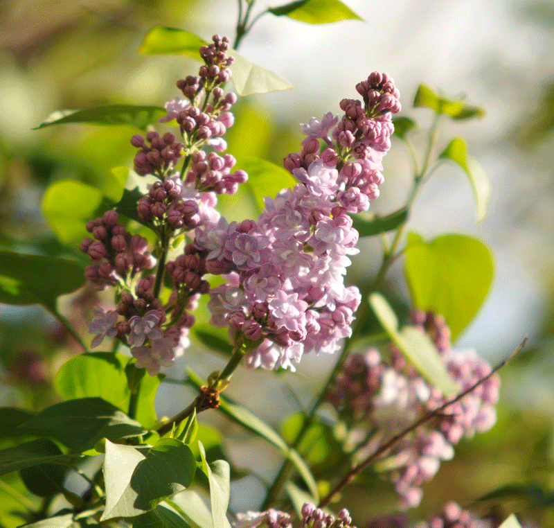 bunter-garten-plauder-bilder-thread-396331-2.gif