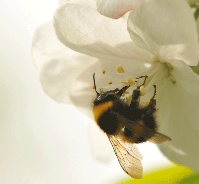bunter-garten-plauder-bilder-thread-396331-3.gif