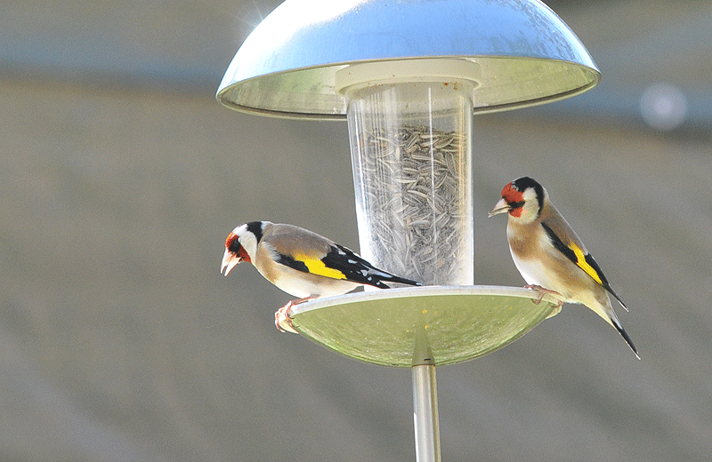 bunter-garten-plauder-bilder-thread-396331-4.gif